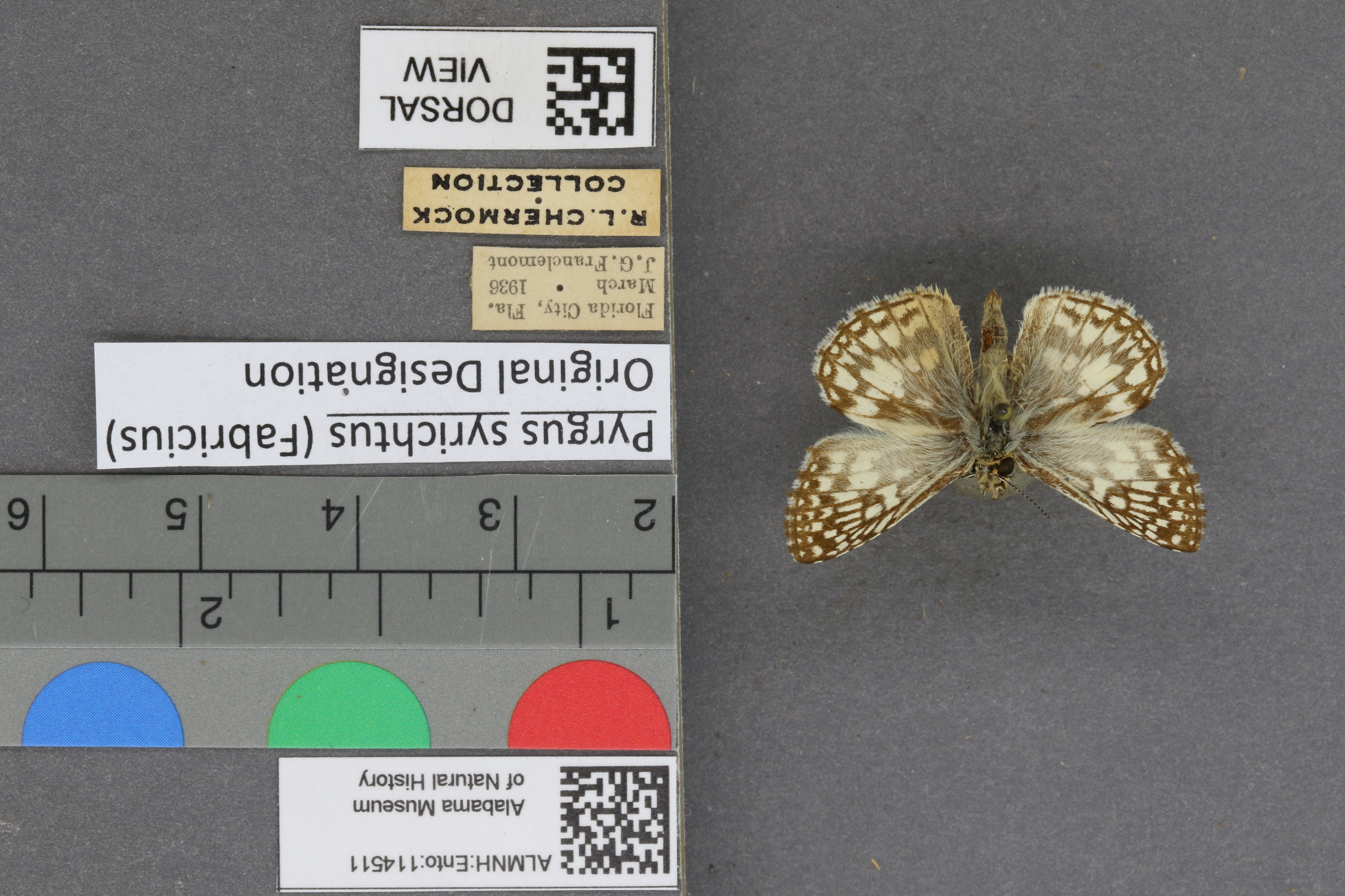 Pyrgus syrichtus