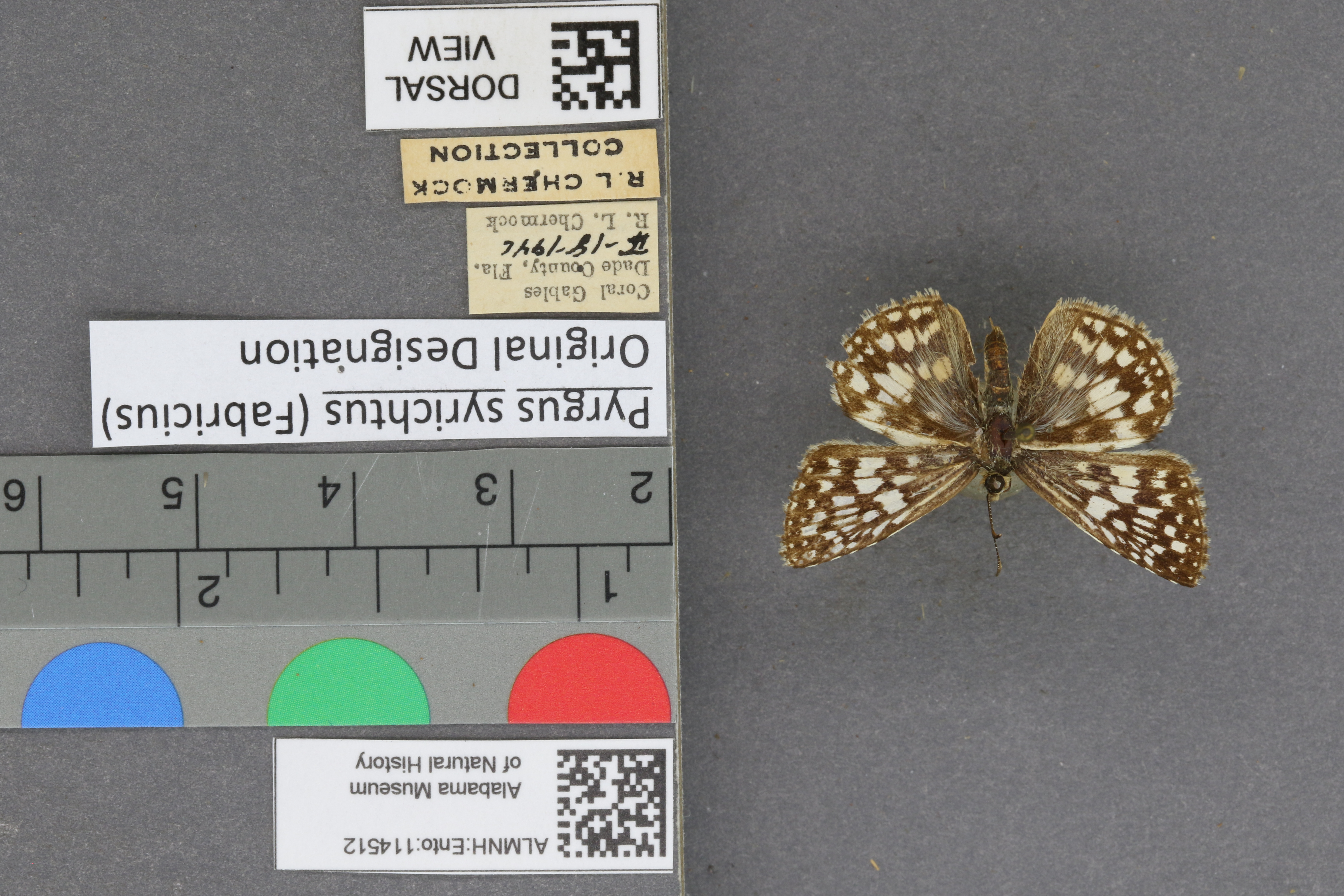 Pyrgus syrichtus