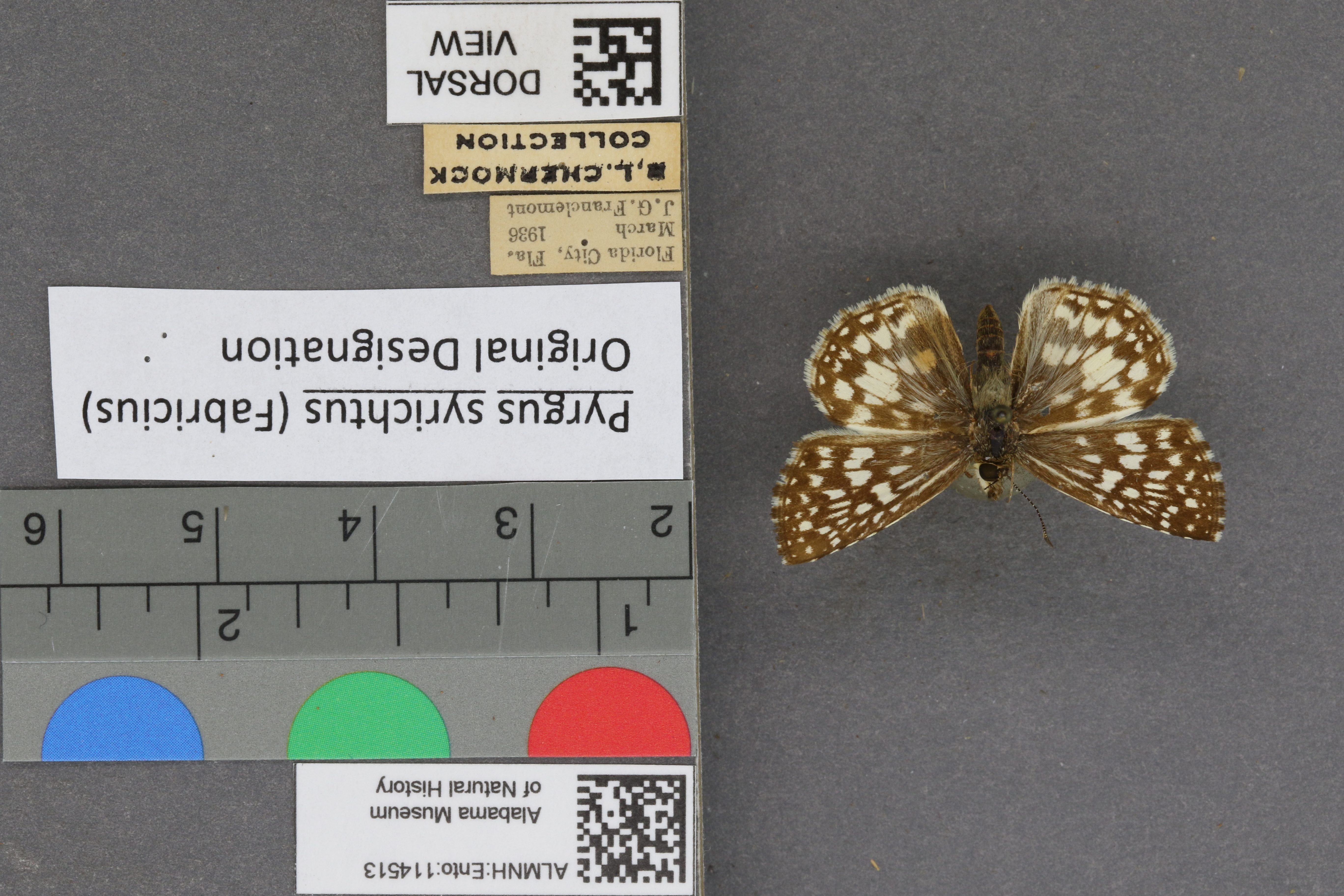 Pyrgus syrichtus