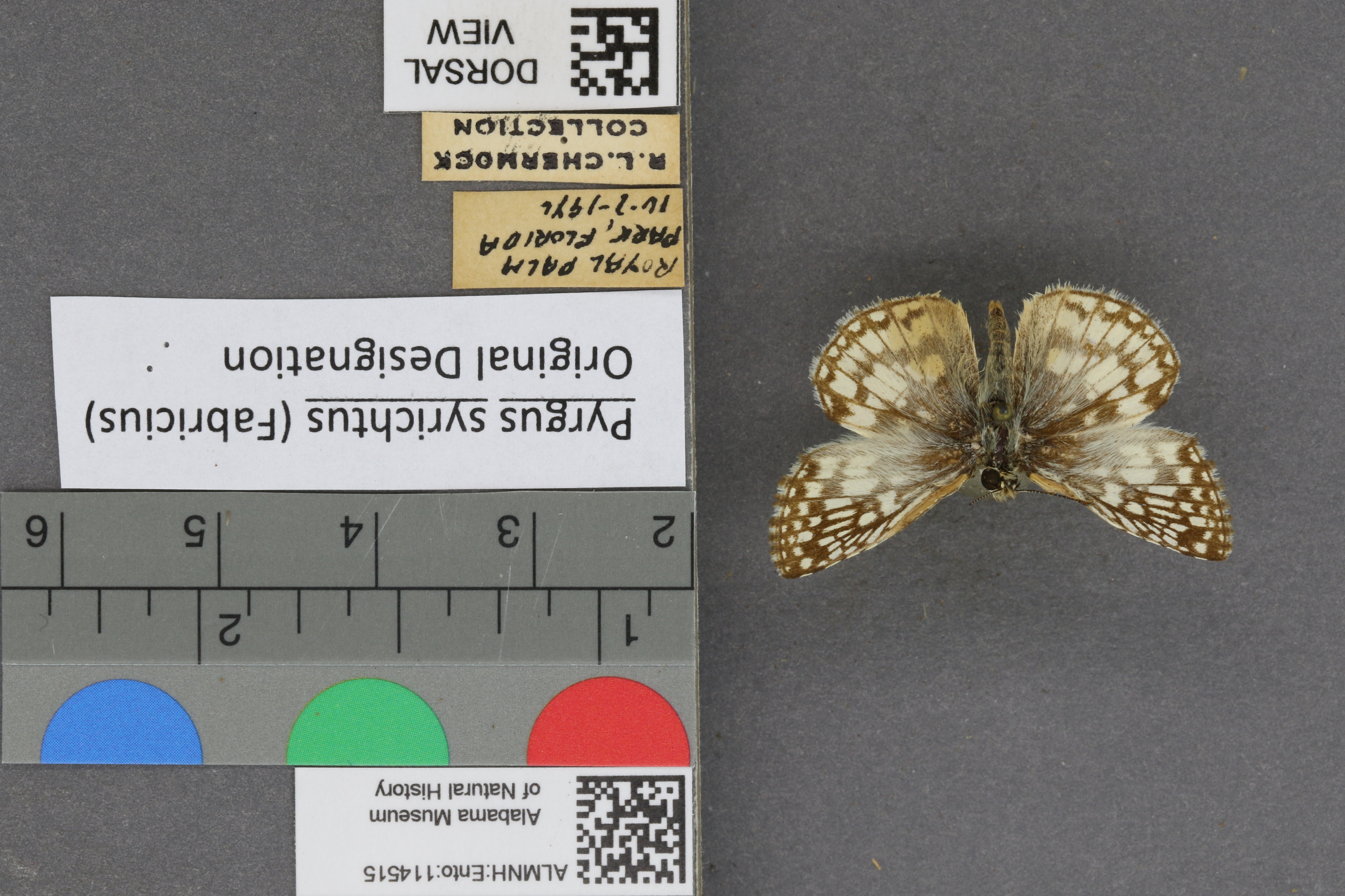 Pyrgus syrichtus