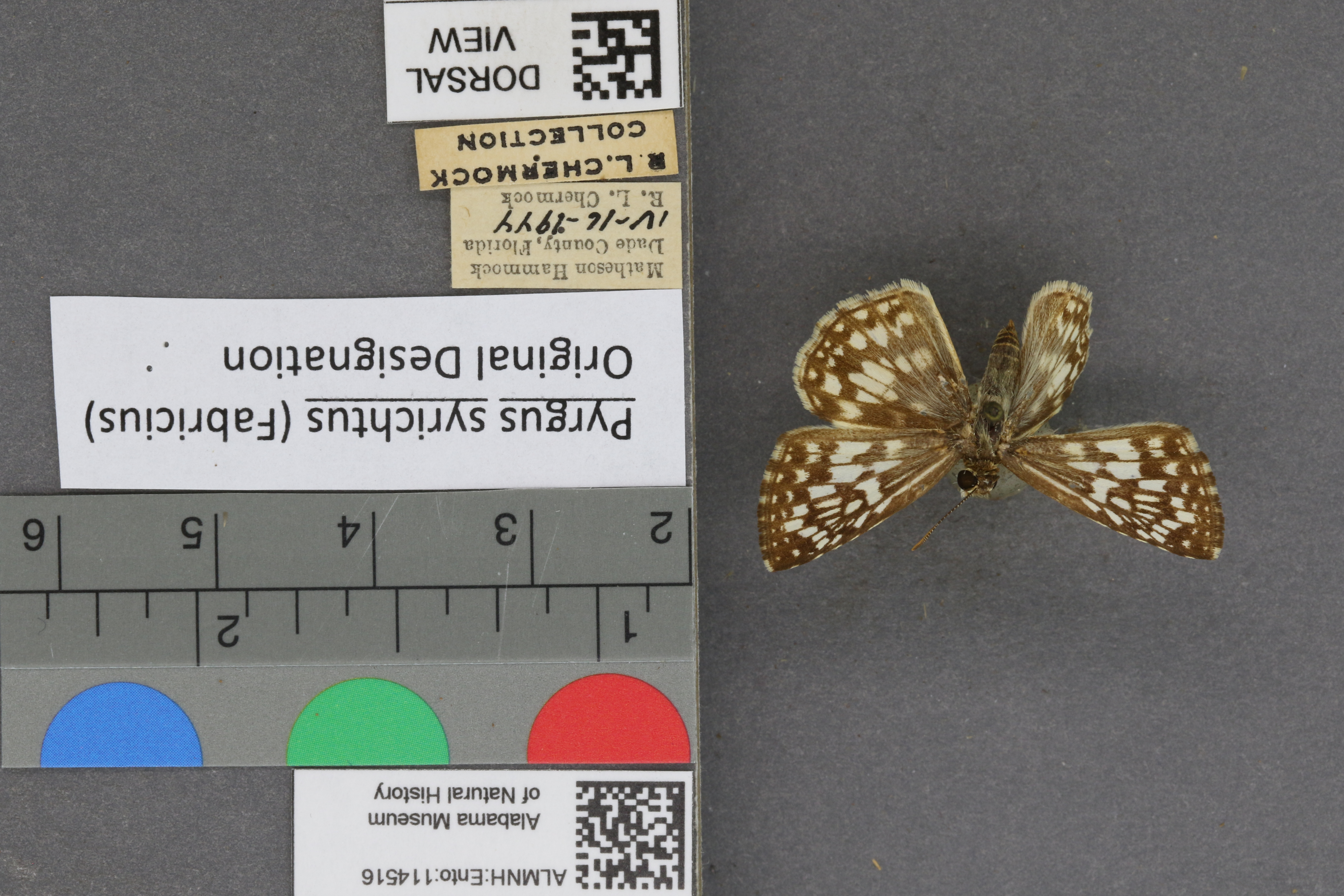 Pyrgus syrichtus