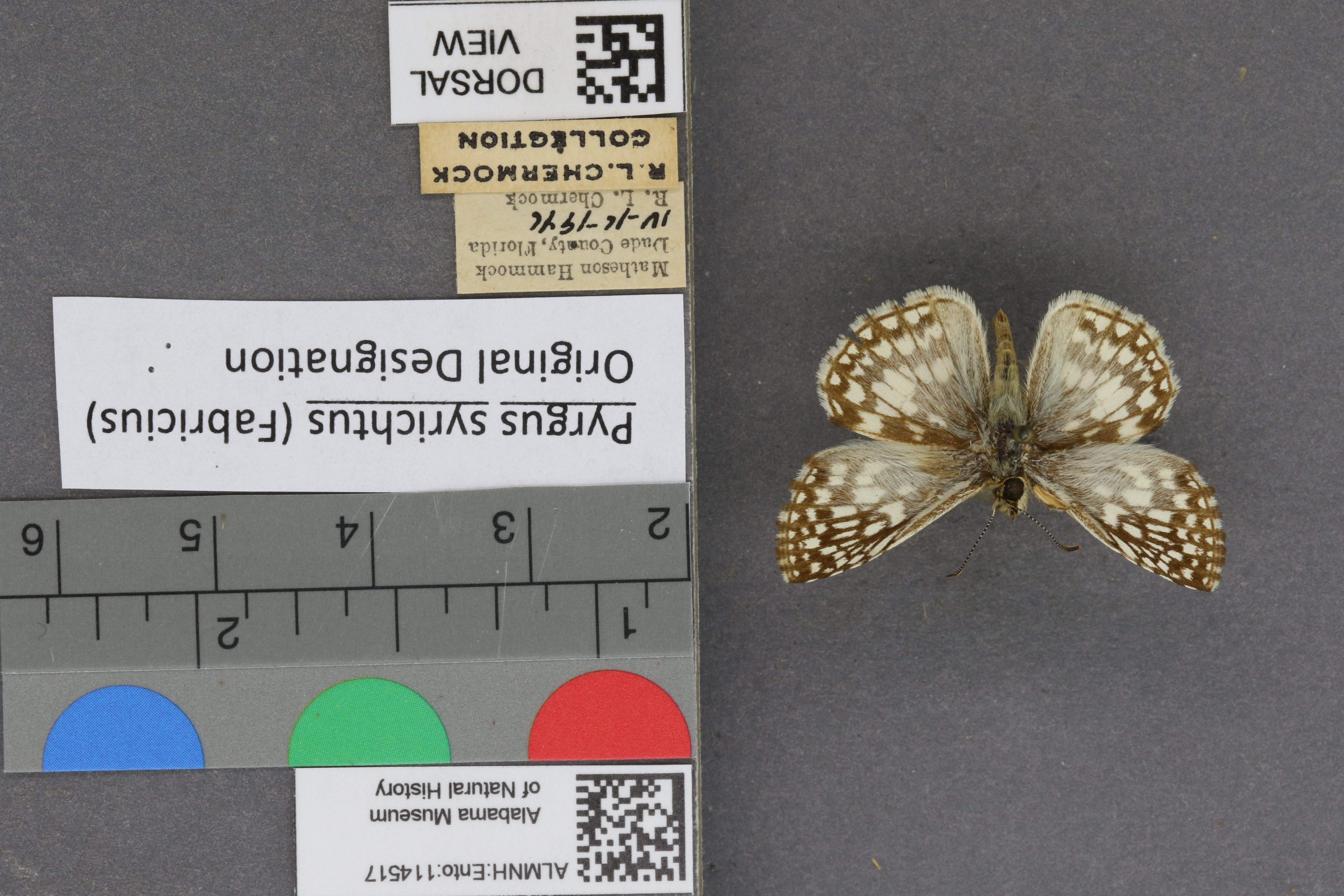 Pyrgus syrichtus