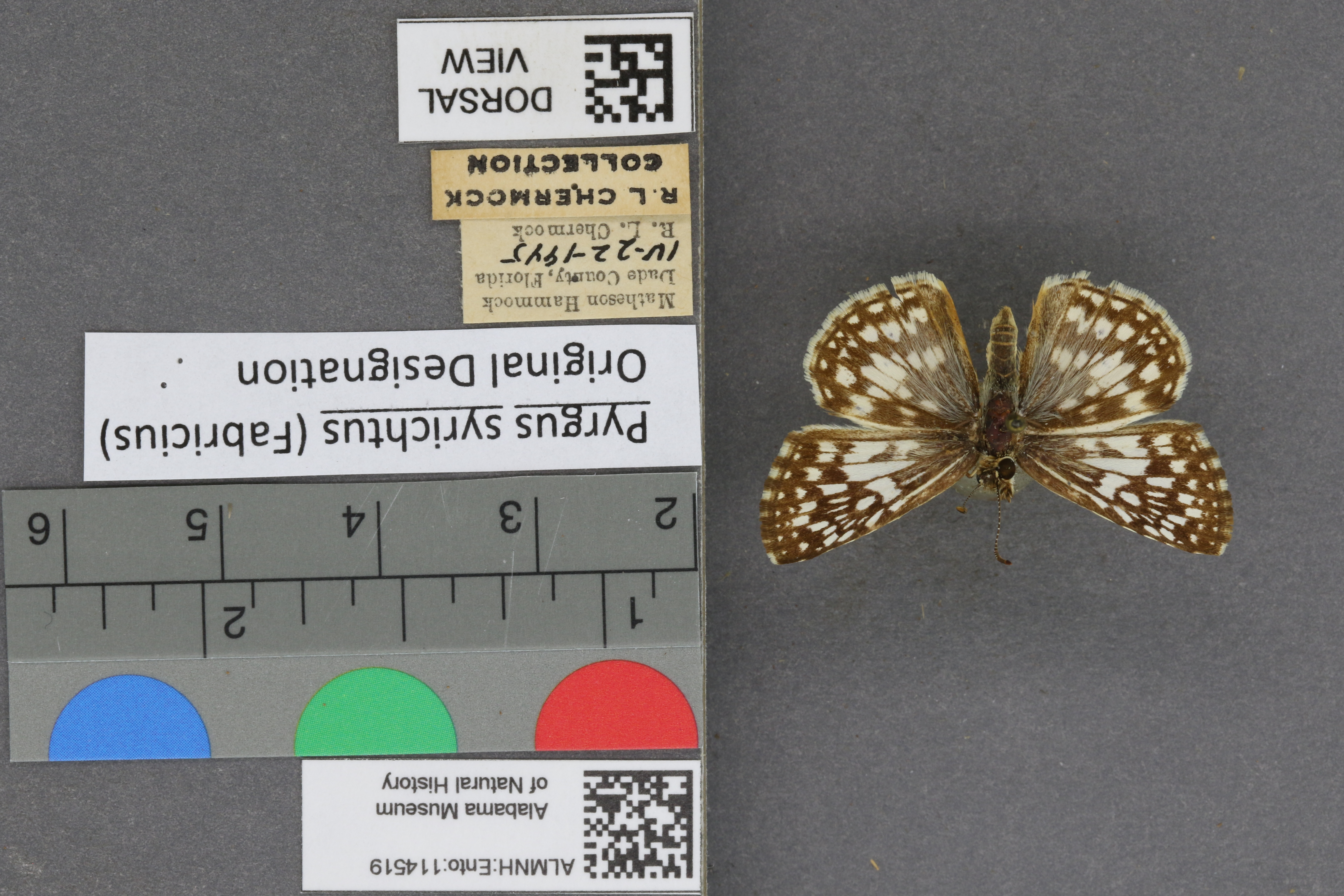 Pyrgus syrichtus