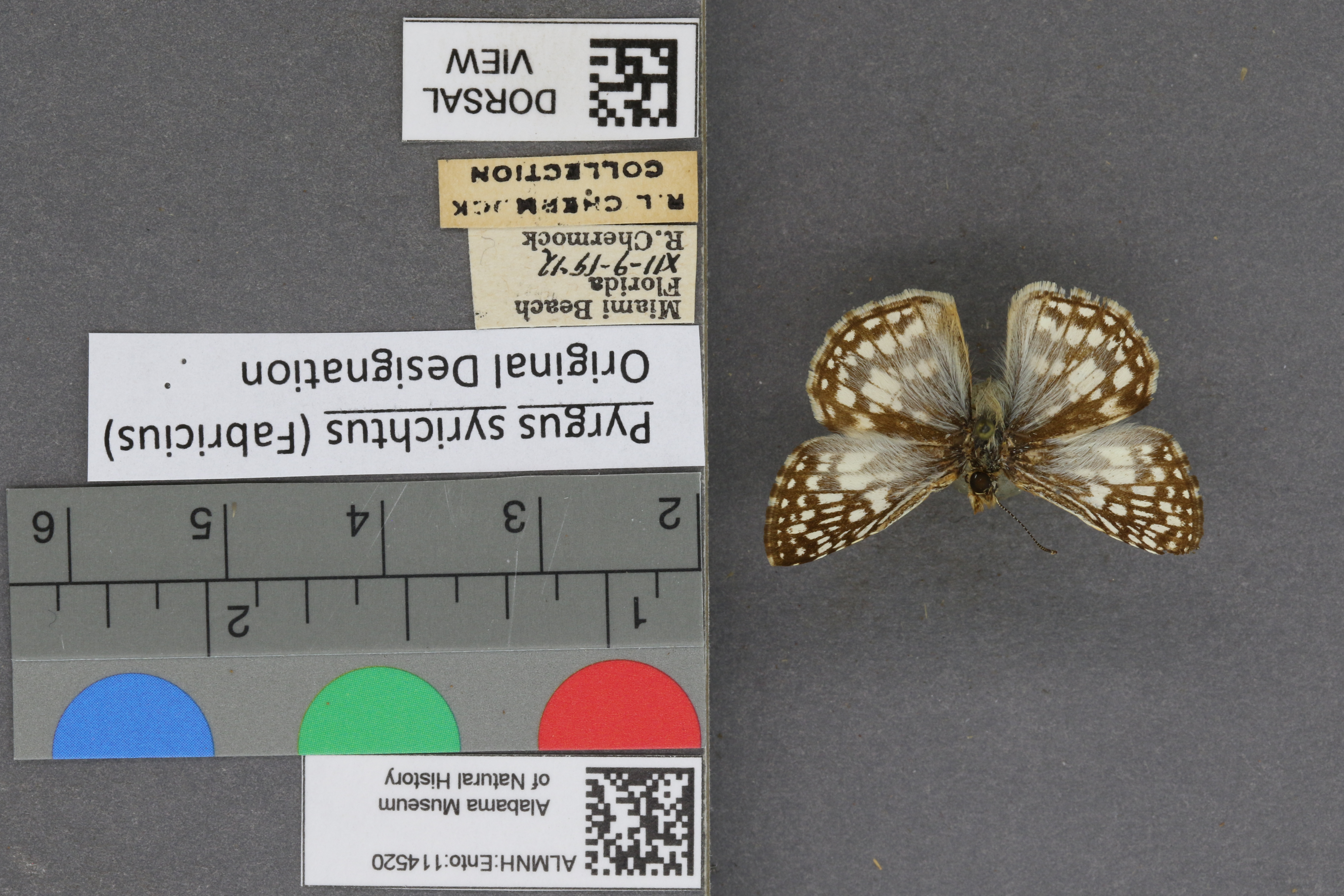 Pyrgus syrichtus