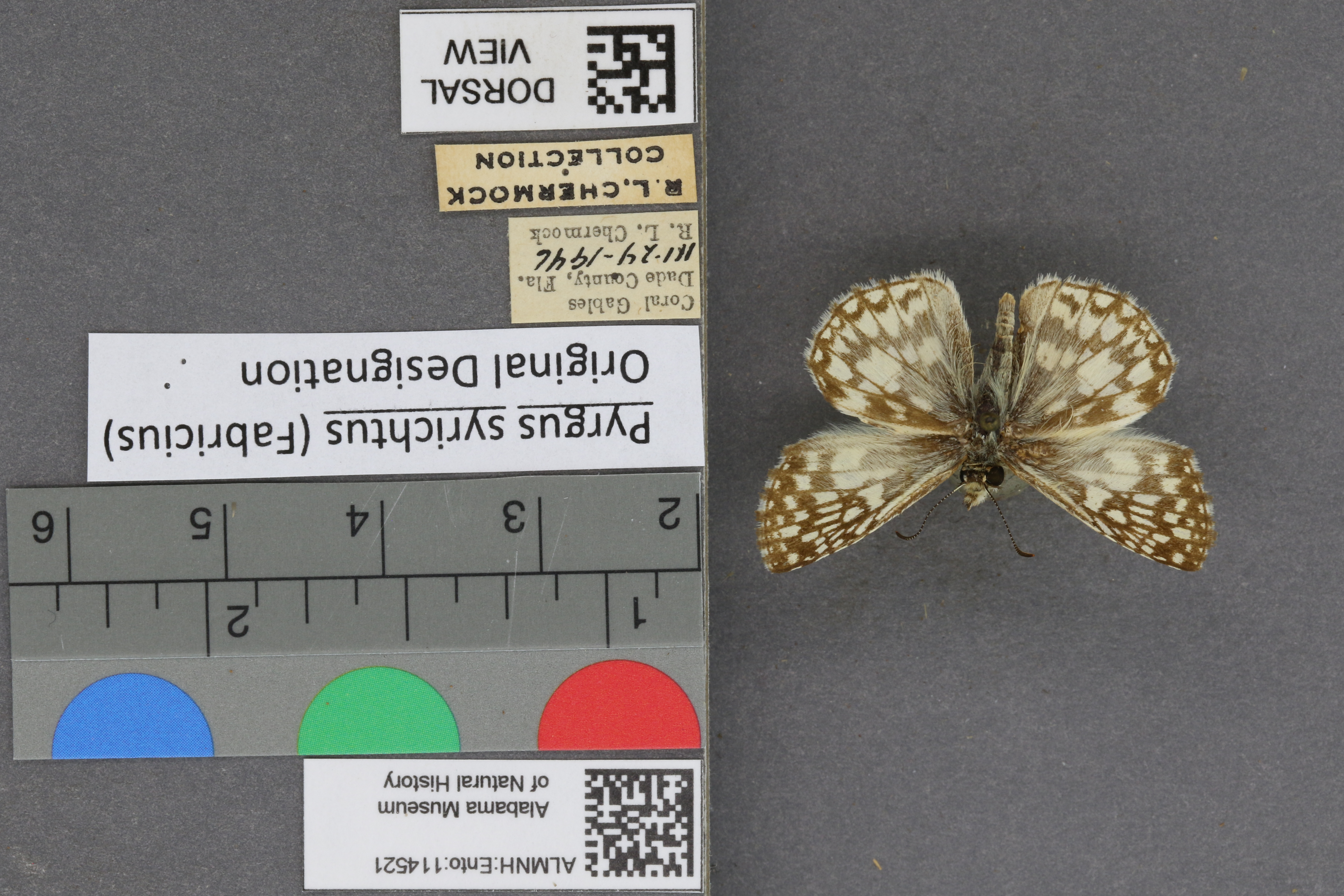 Pyrgus syrichtus