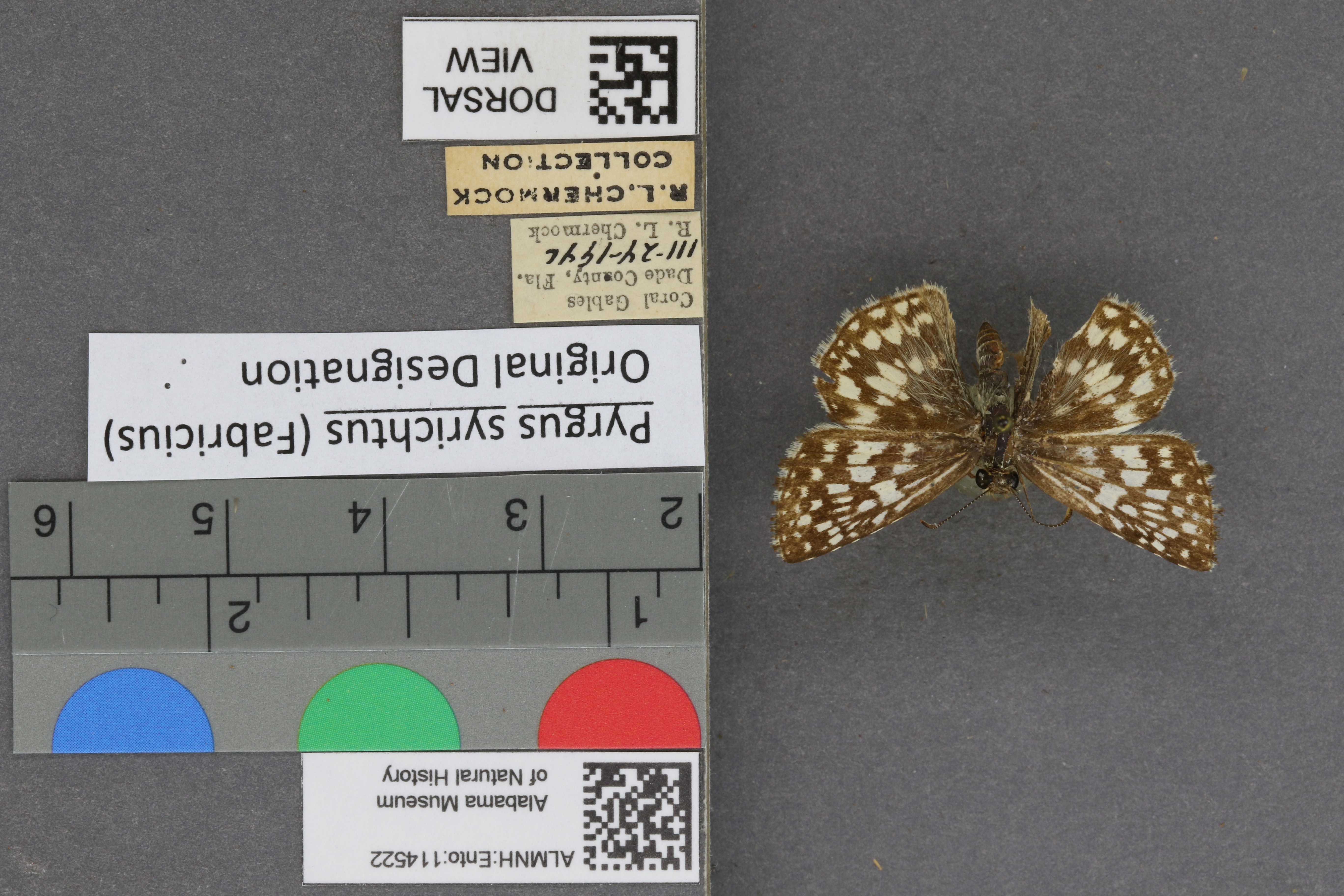 Pyrgus syrichtus