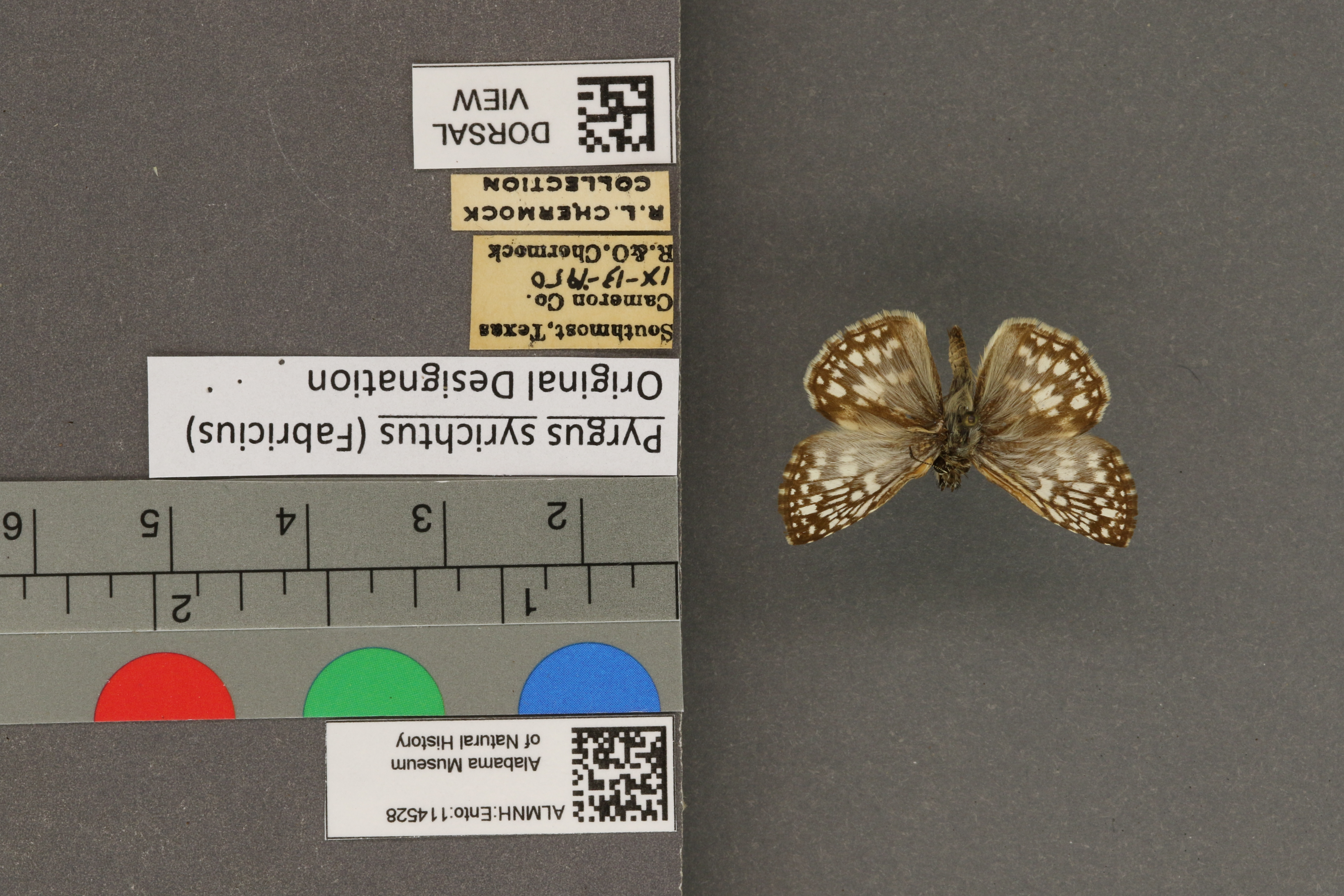Pyrgus syrichtus