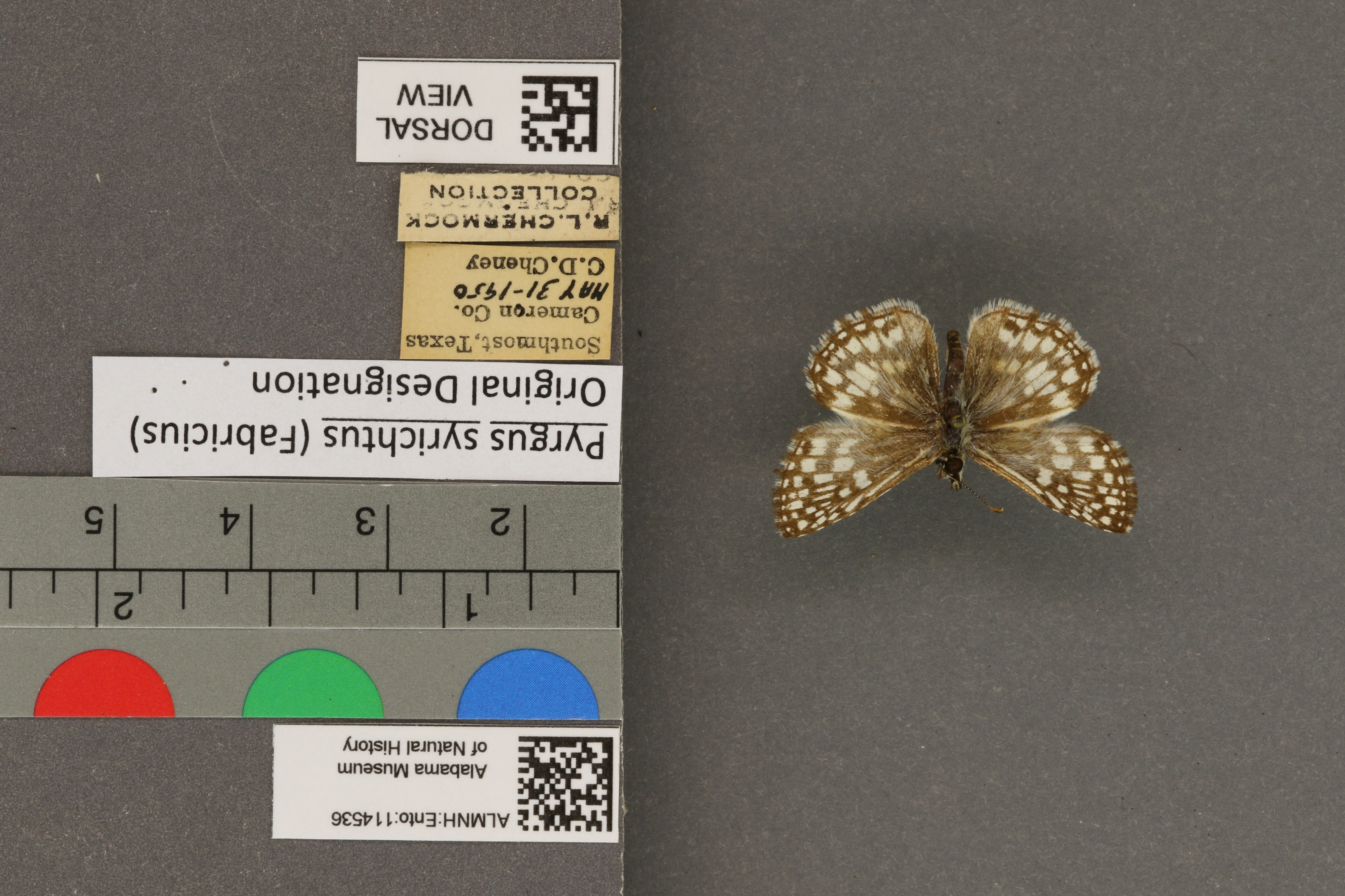 Pyrgus syrichtus