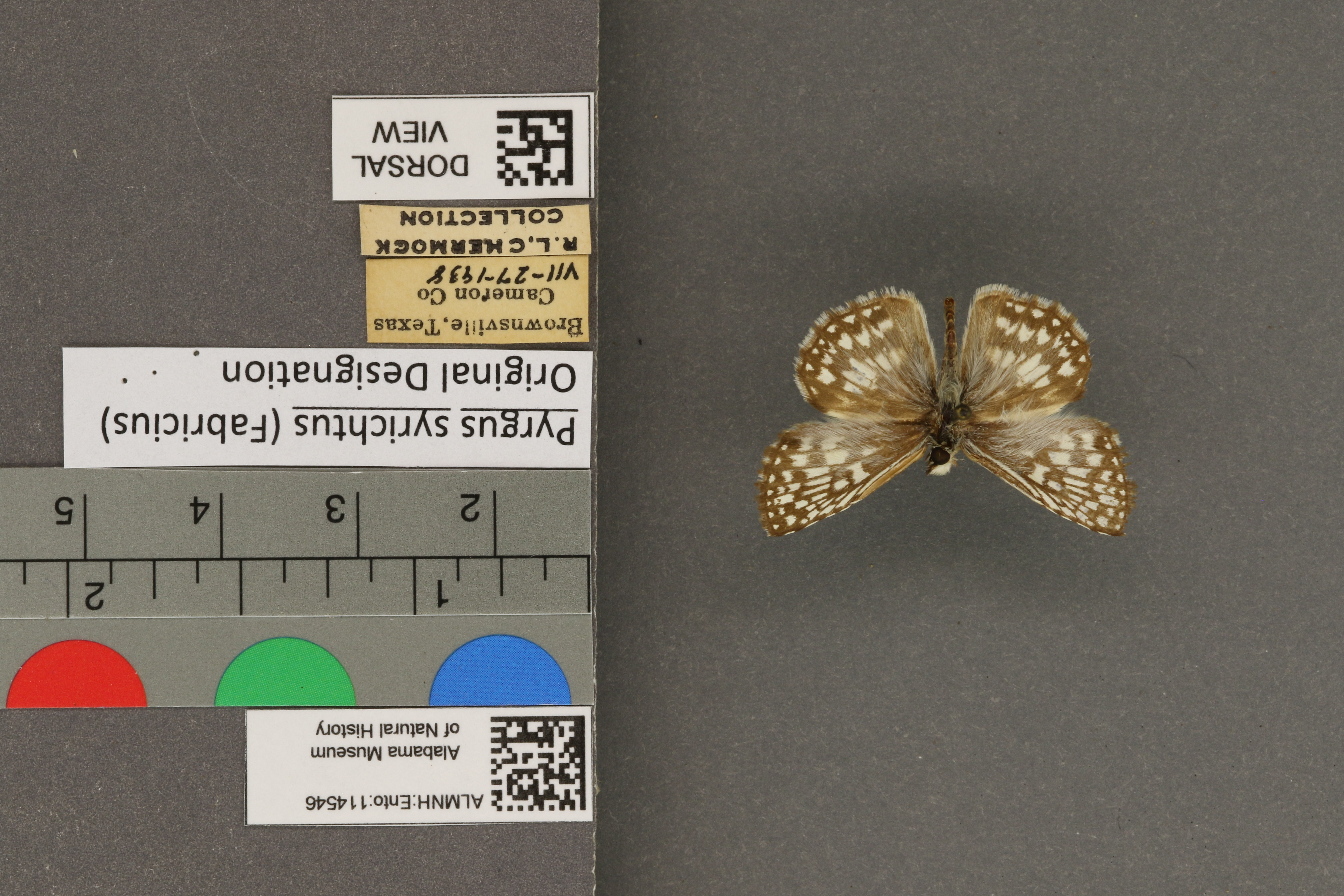 Pyrgus syrichtus