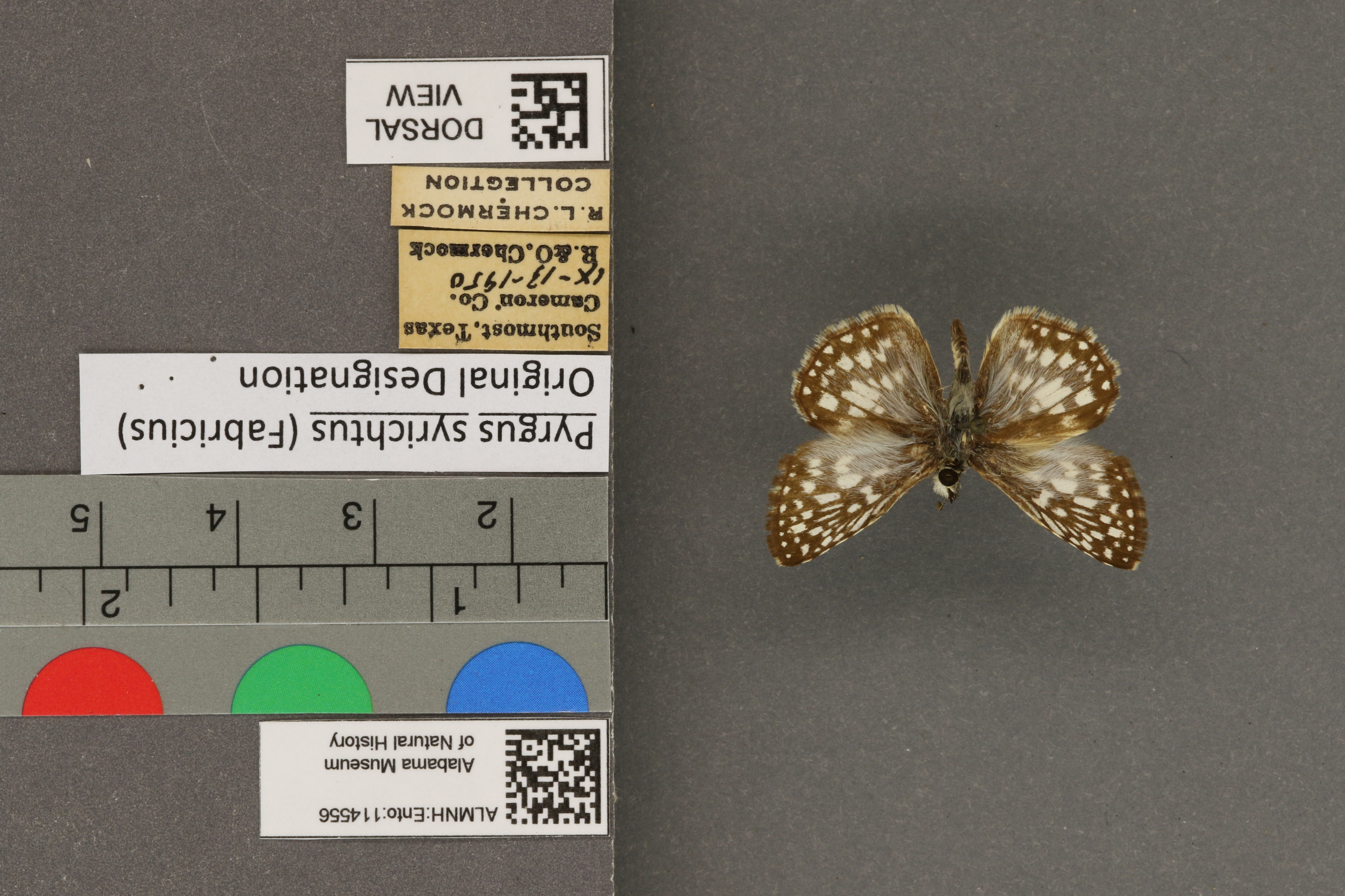 Pyrgus syrichtus