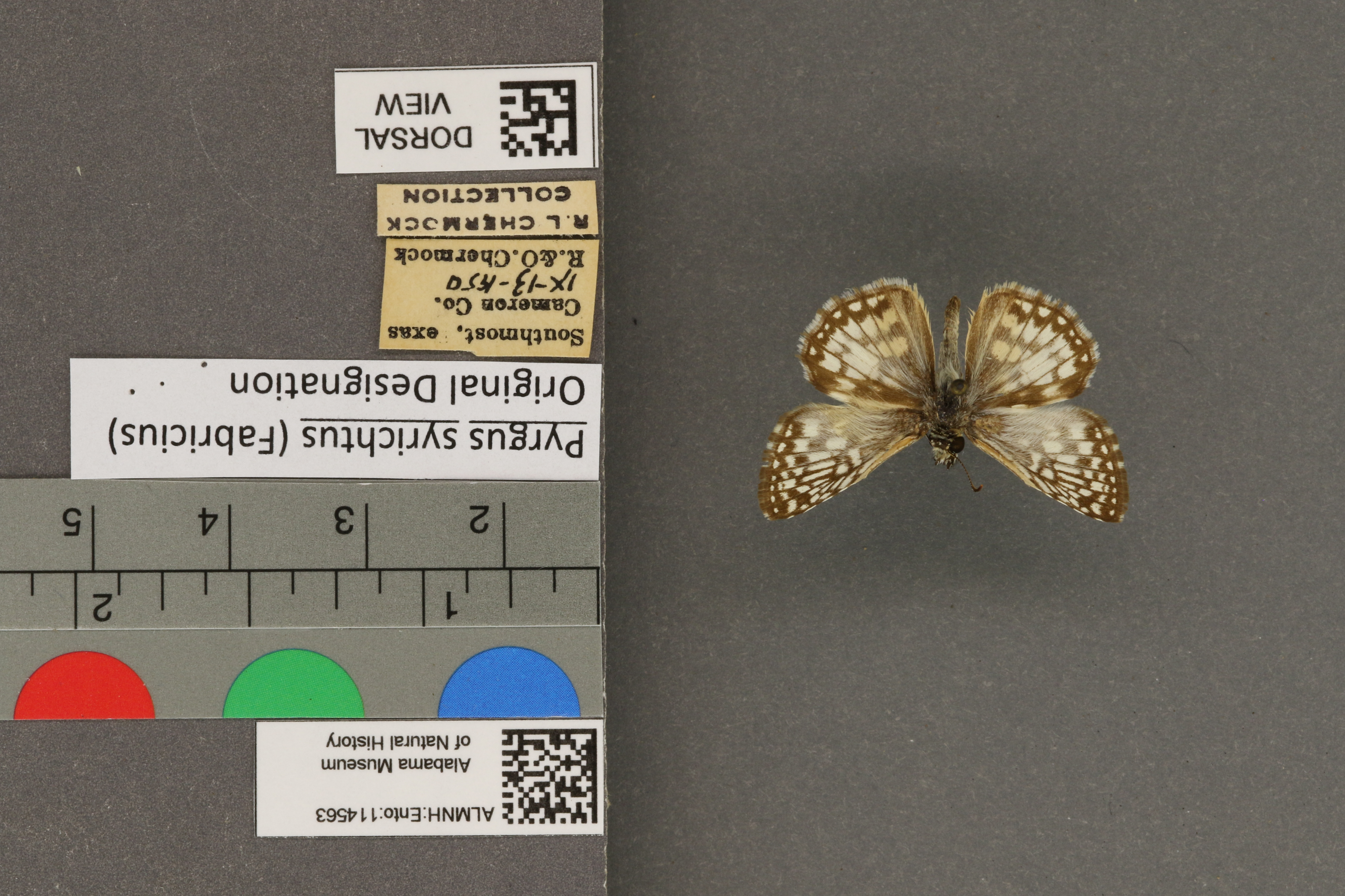 Pyrgus syrichtus