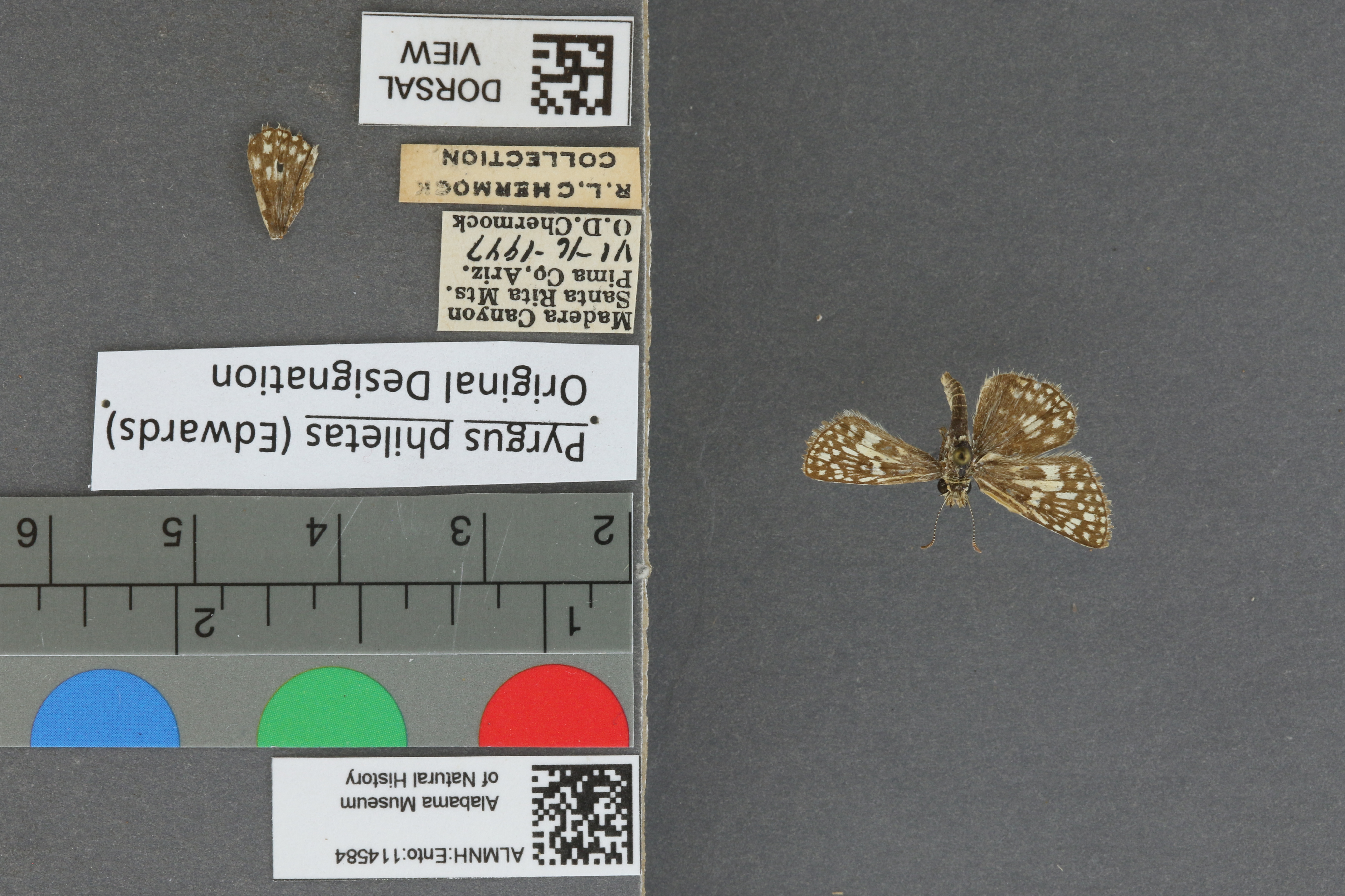 Pyrgus philetas