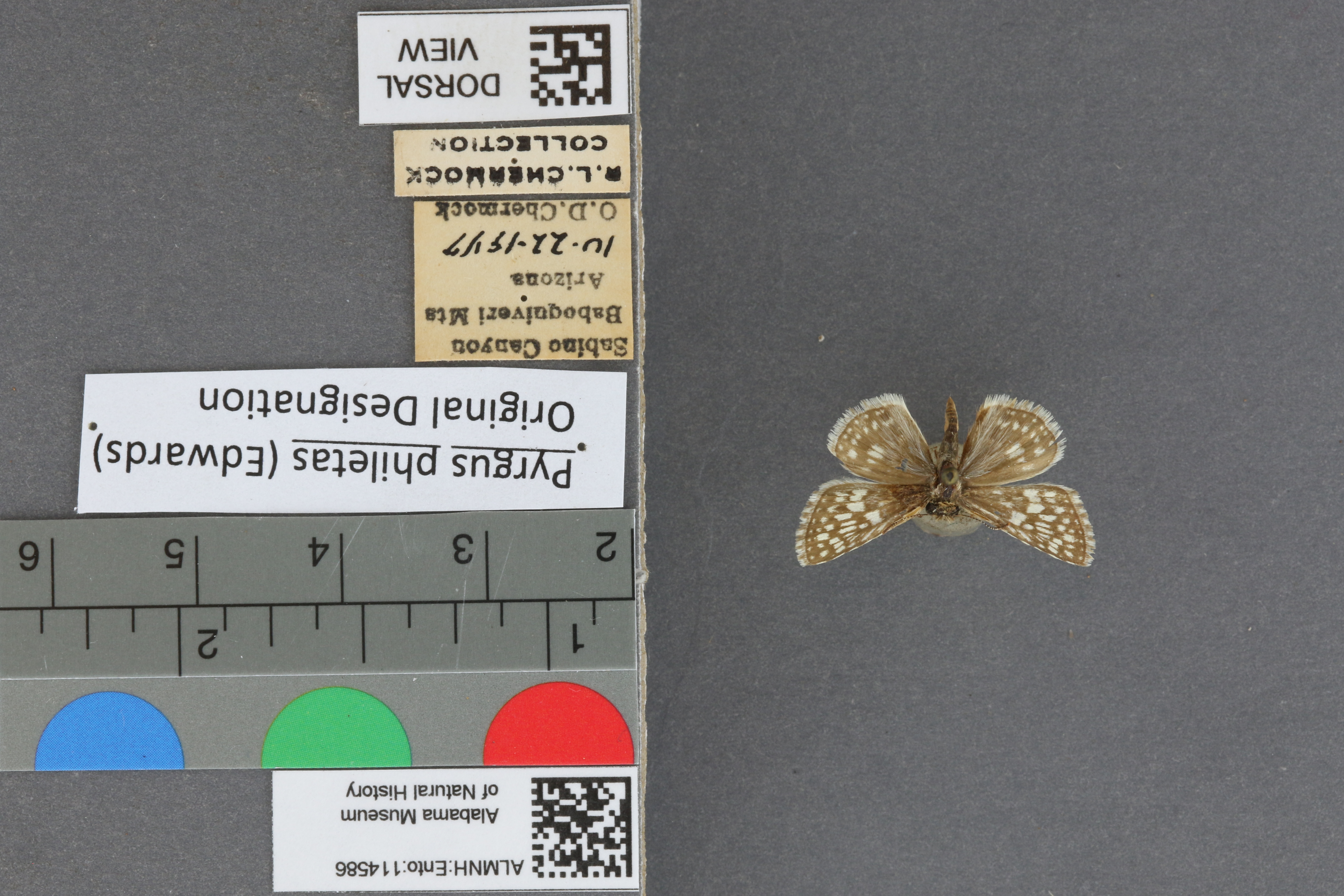 Pyrgus philetas