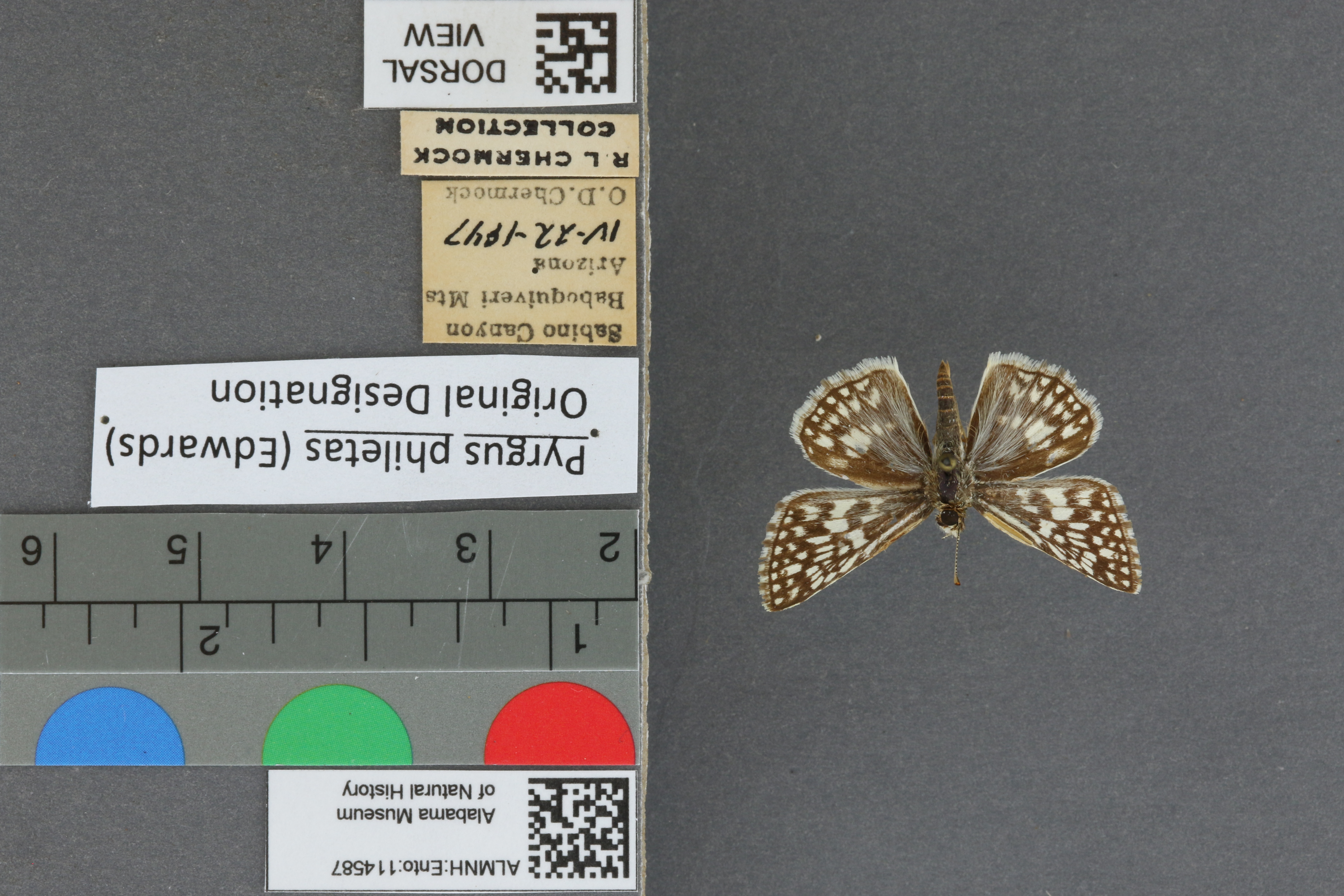 Pyrgus philetas