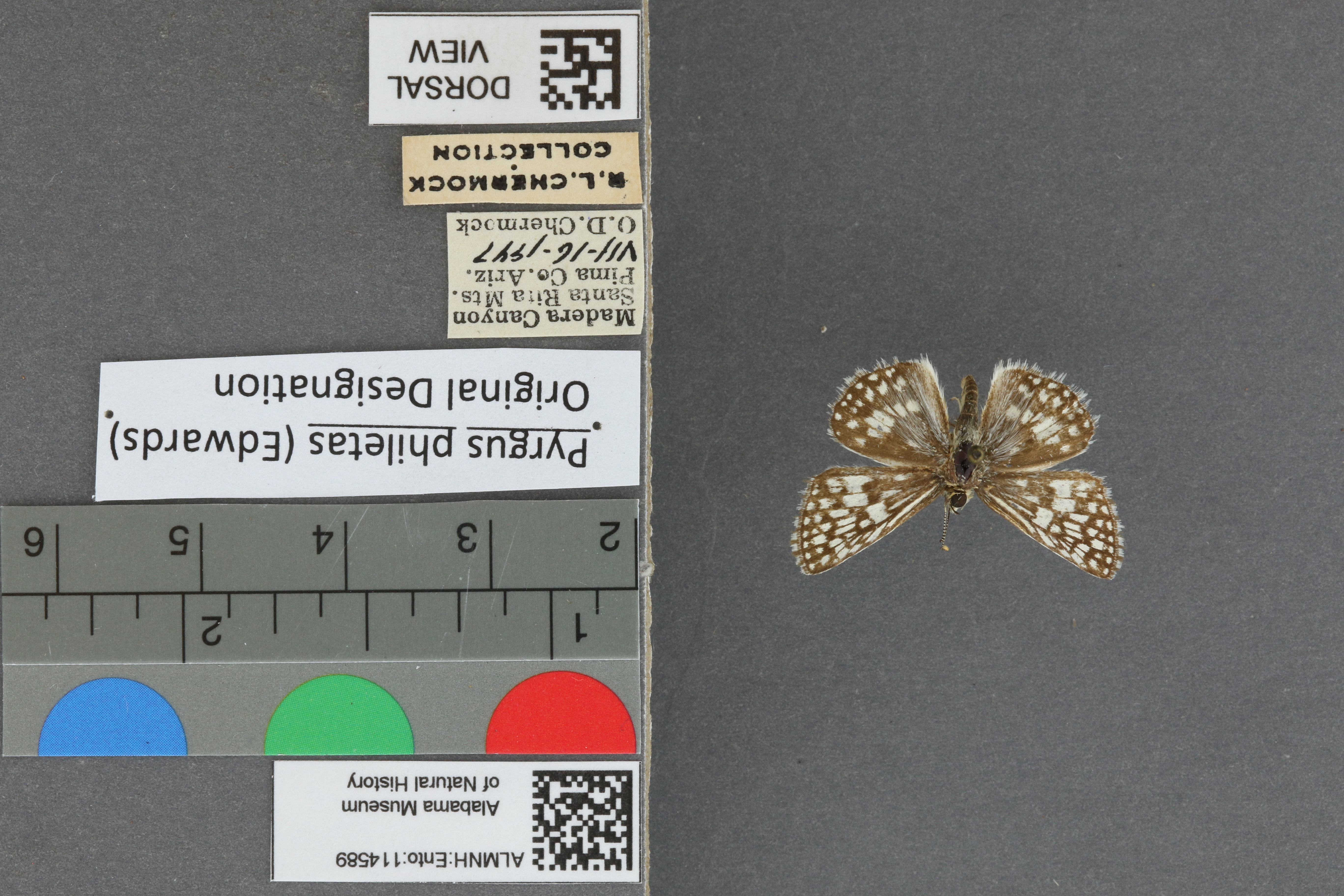 Pyrgus philetas