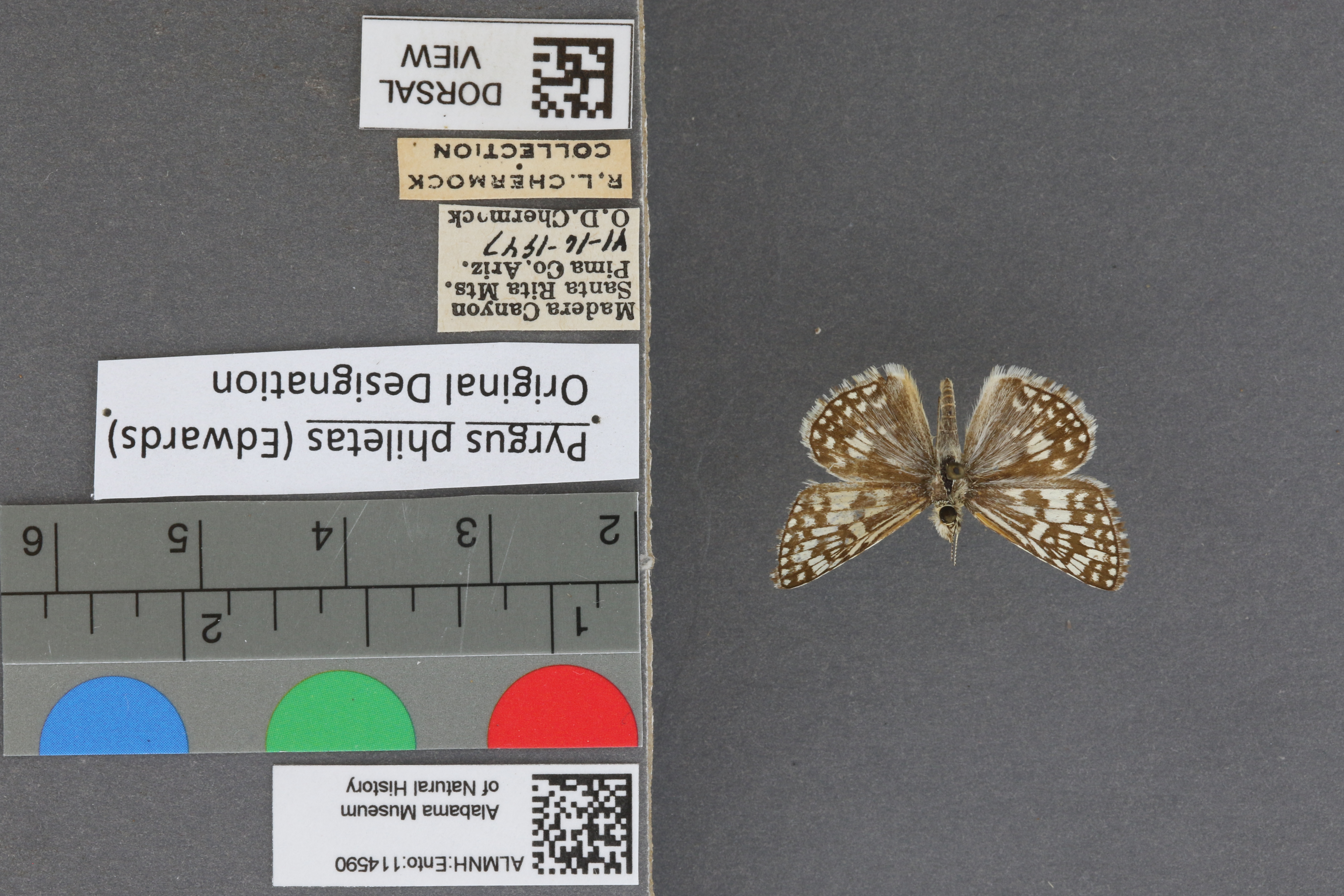 Pyrgus philetas