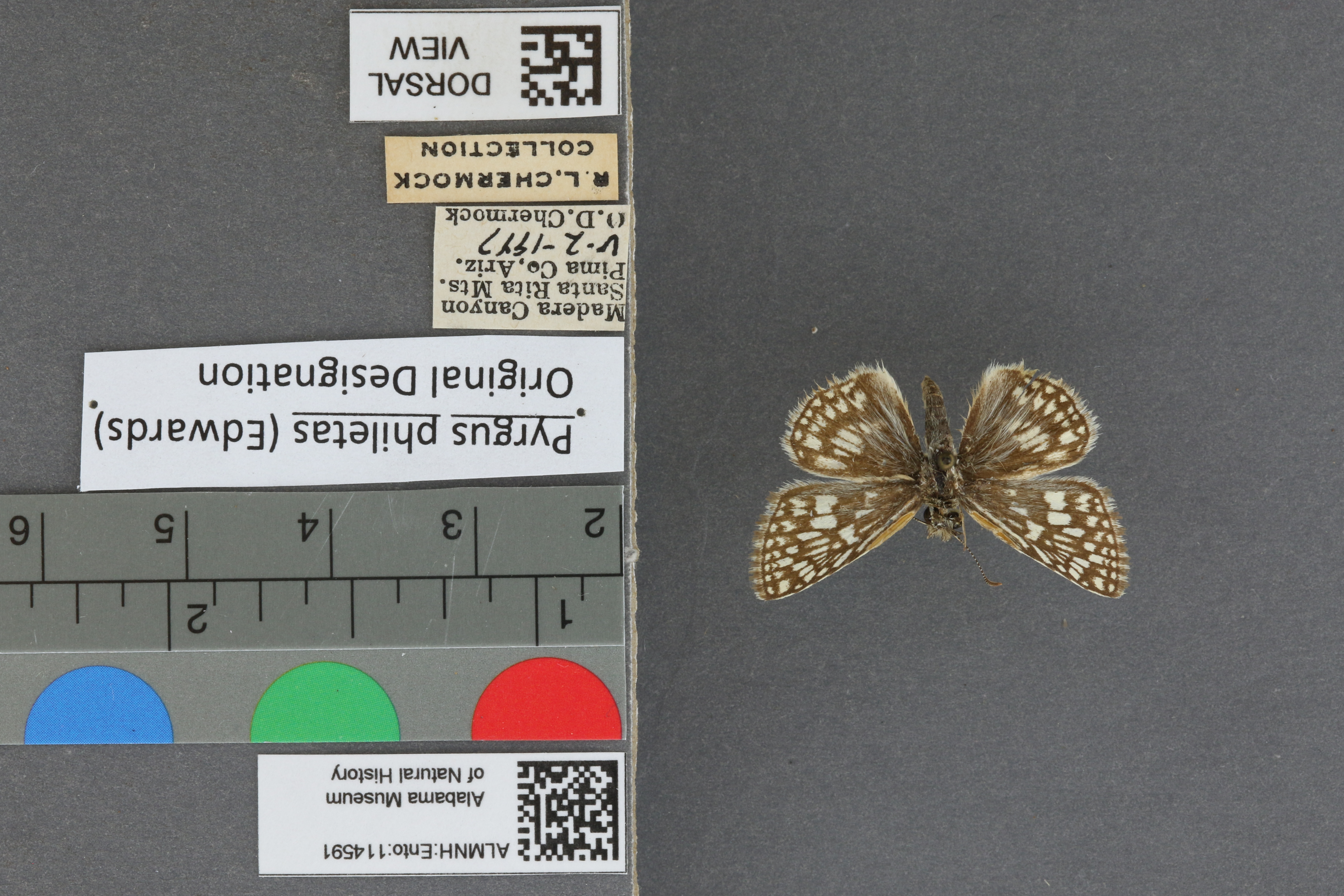 Pyrgus philetas