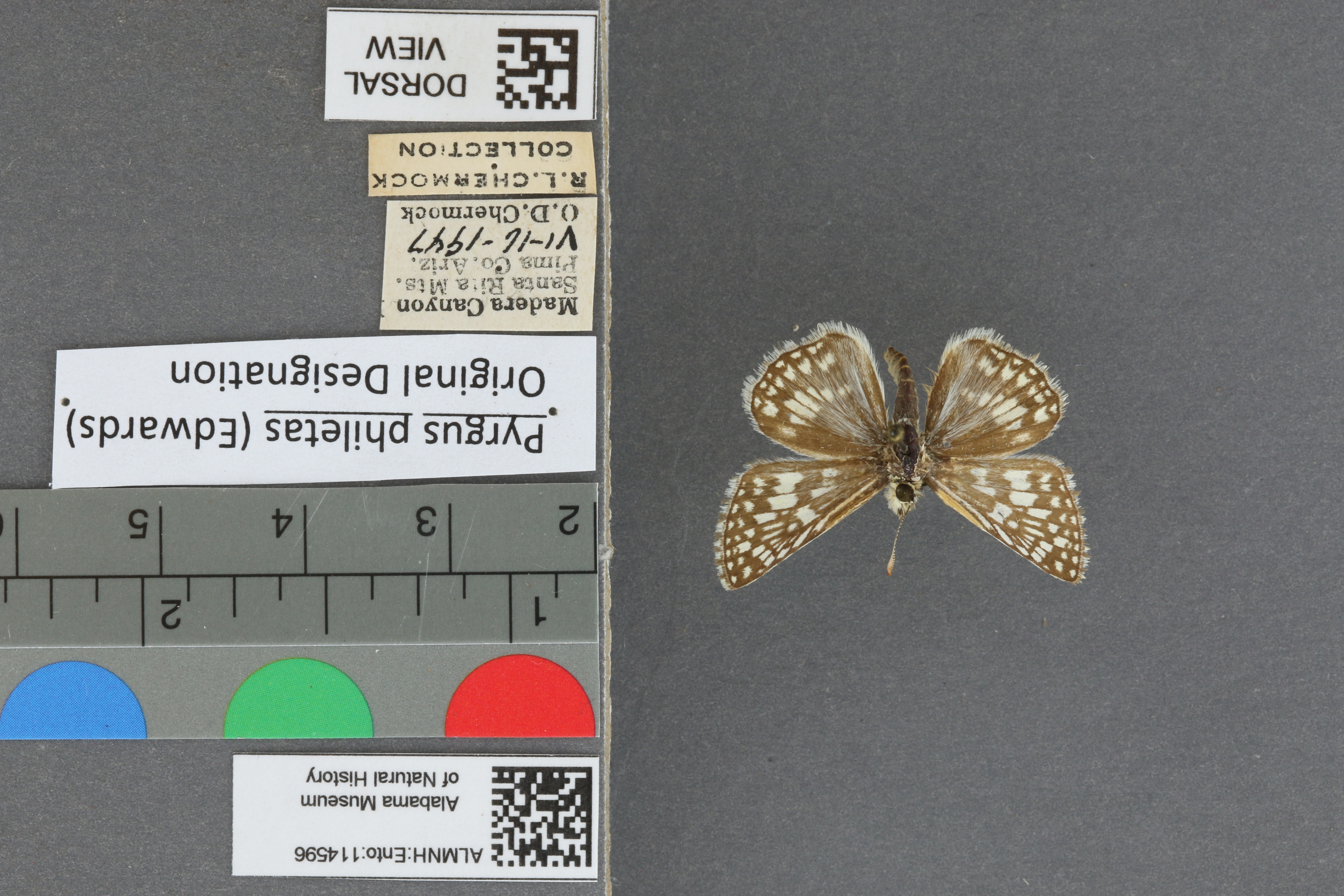 Pyrgus philetas
