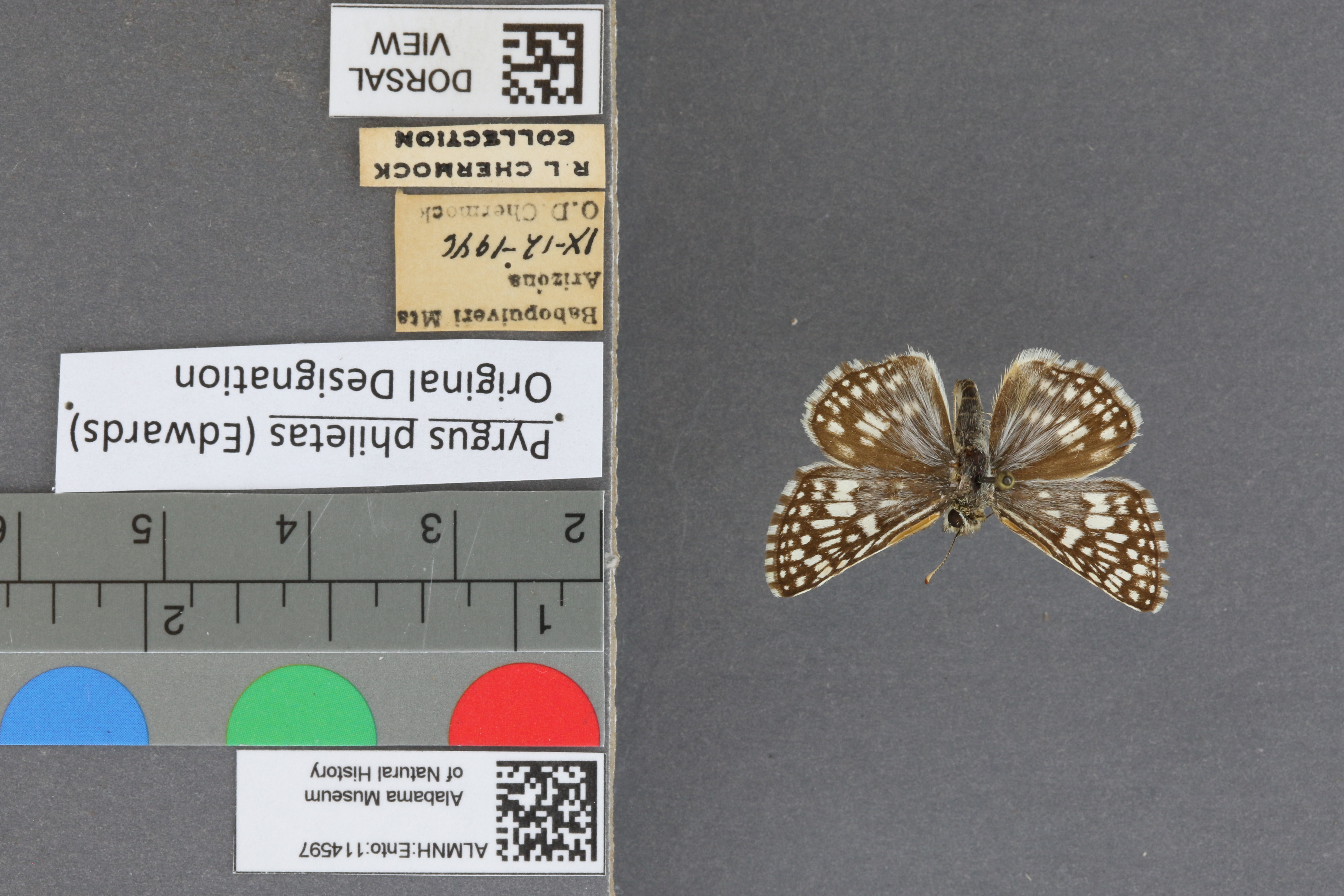 Pyrgus philetas