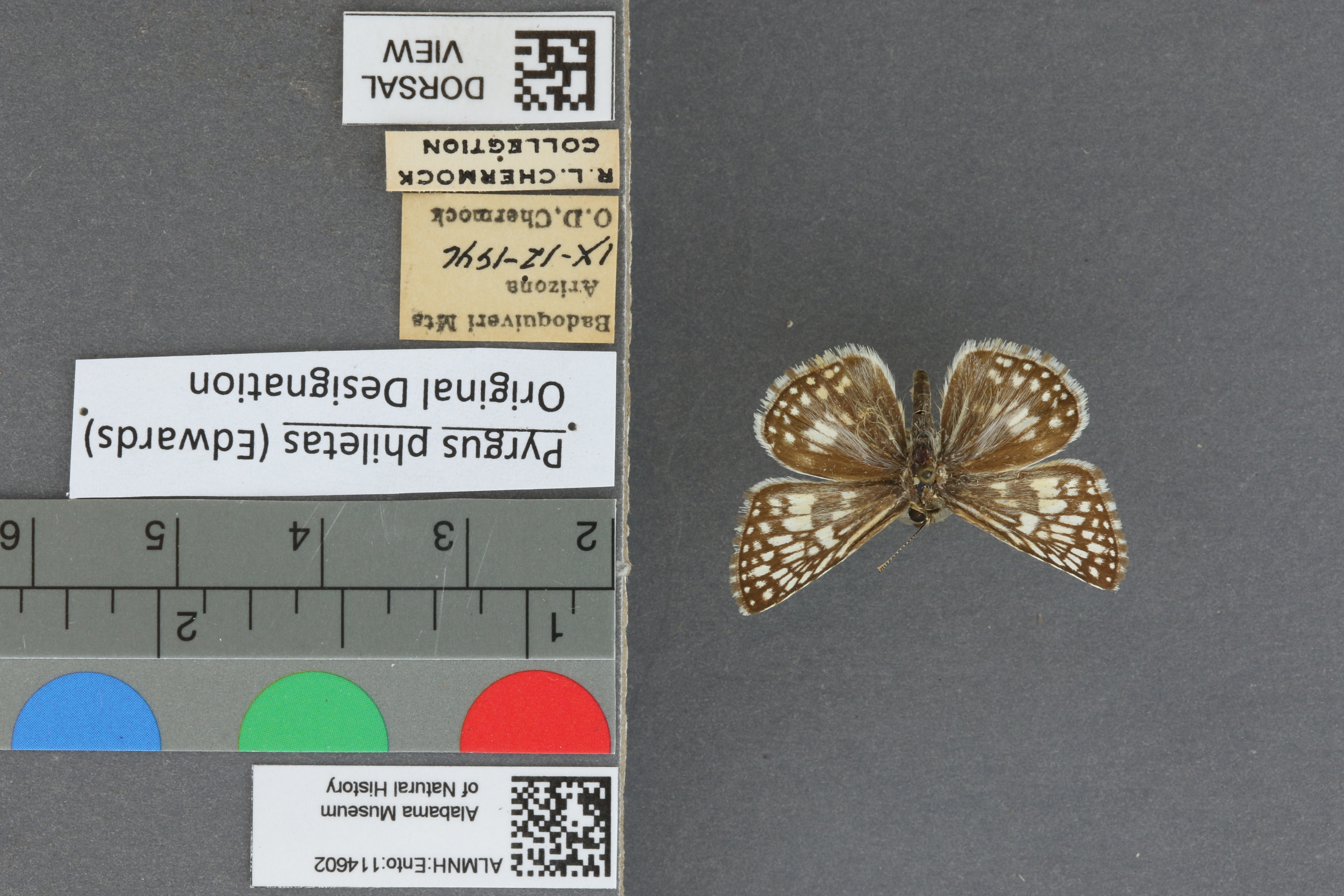 Pyrgus philetas