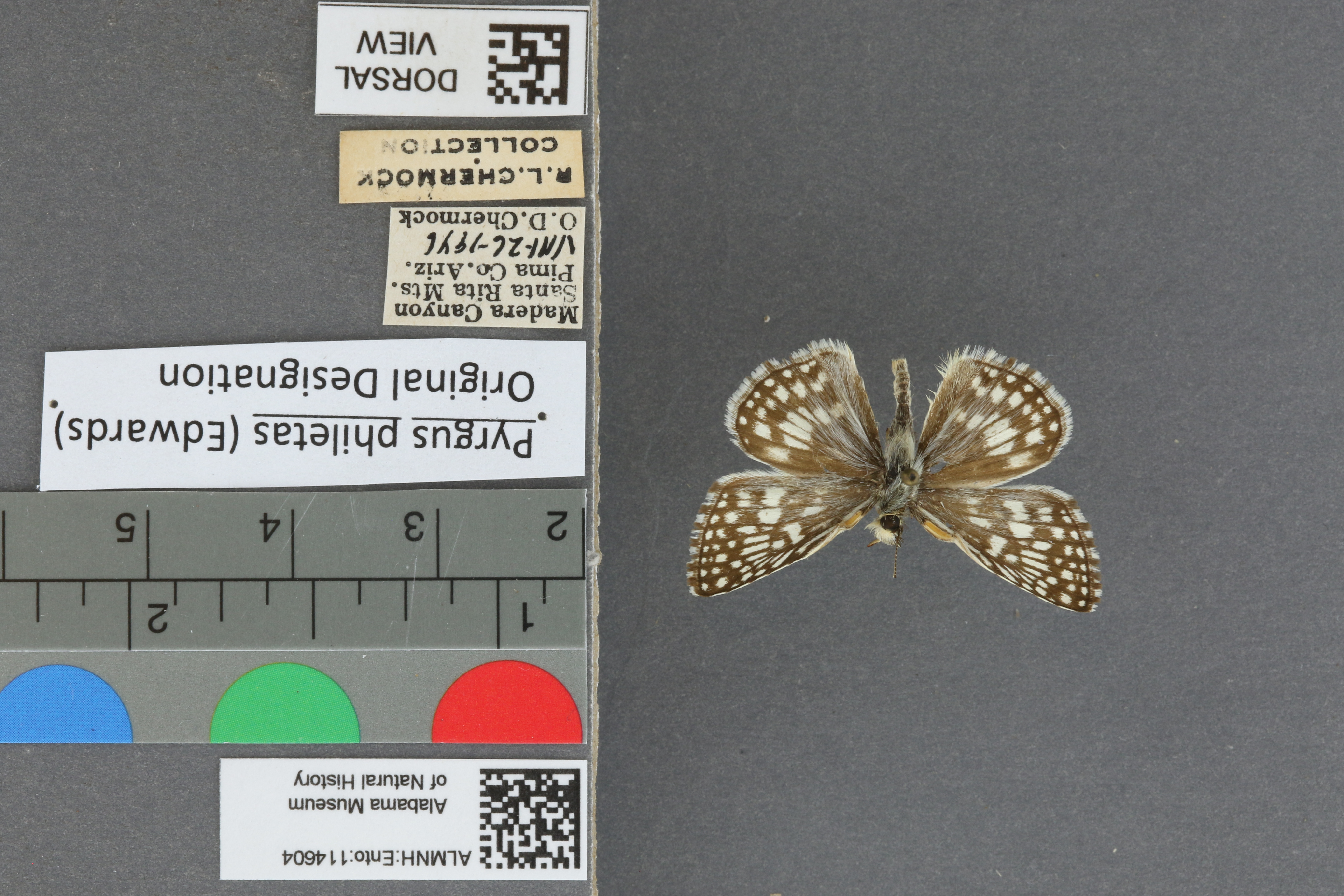 Pyrgus philetas