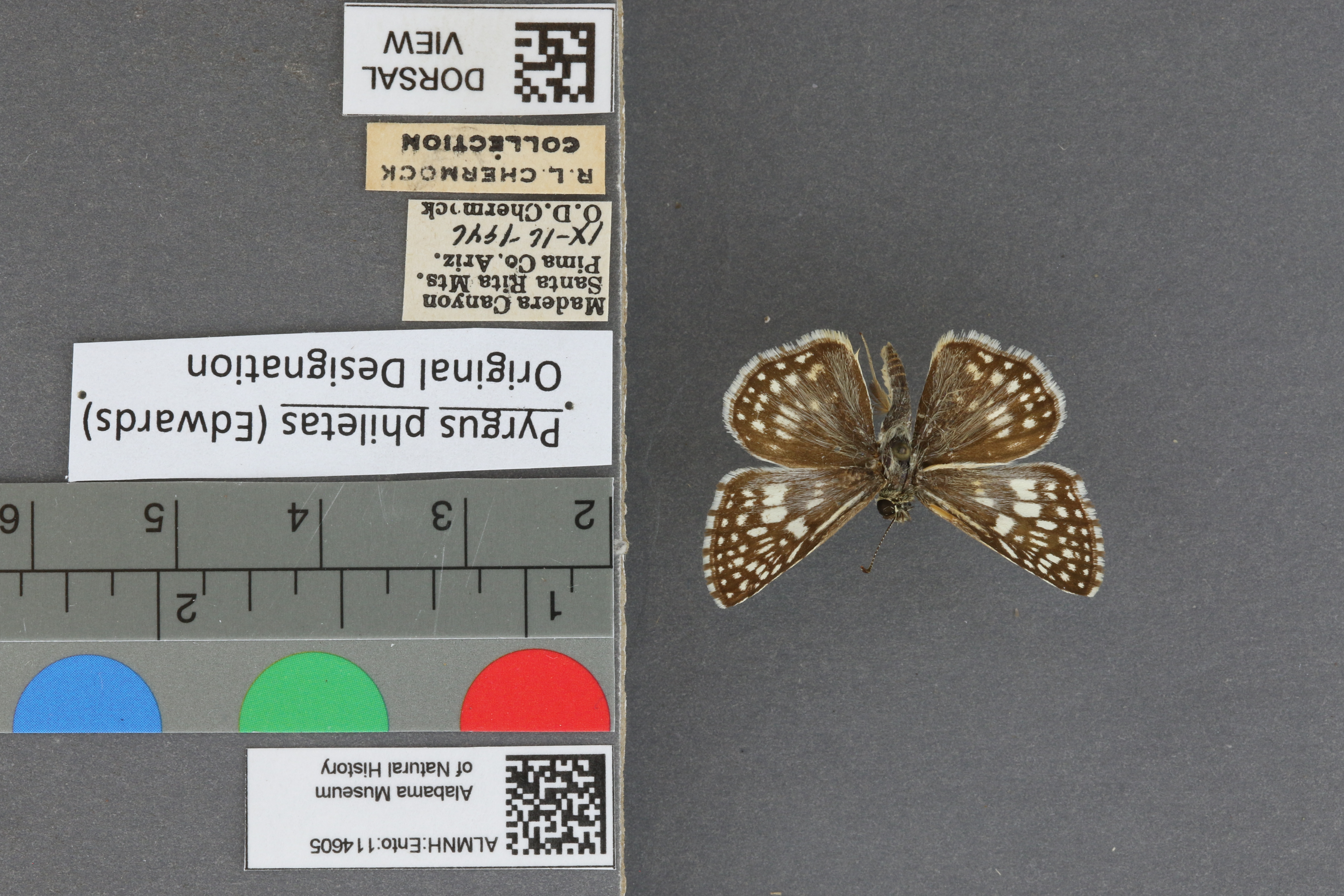 Pyrgus philetas