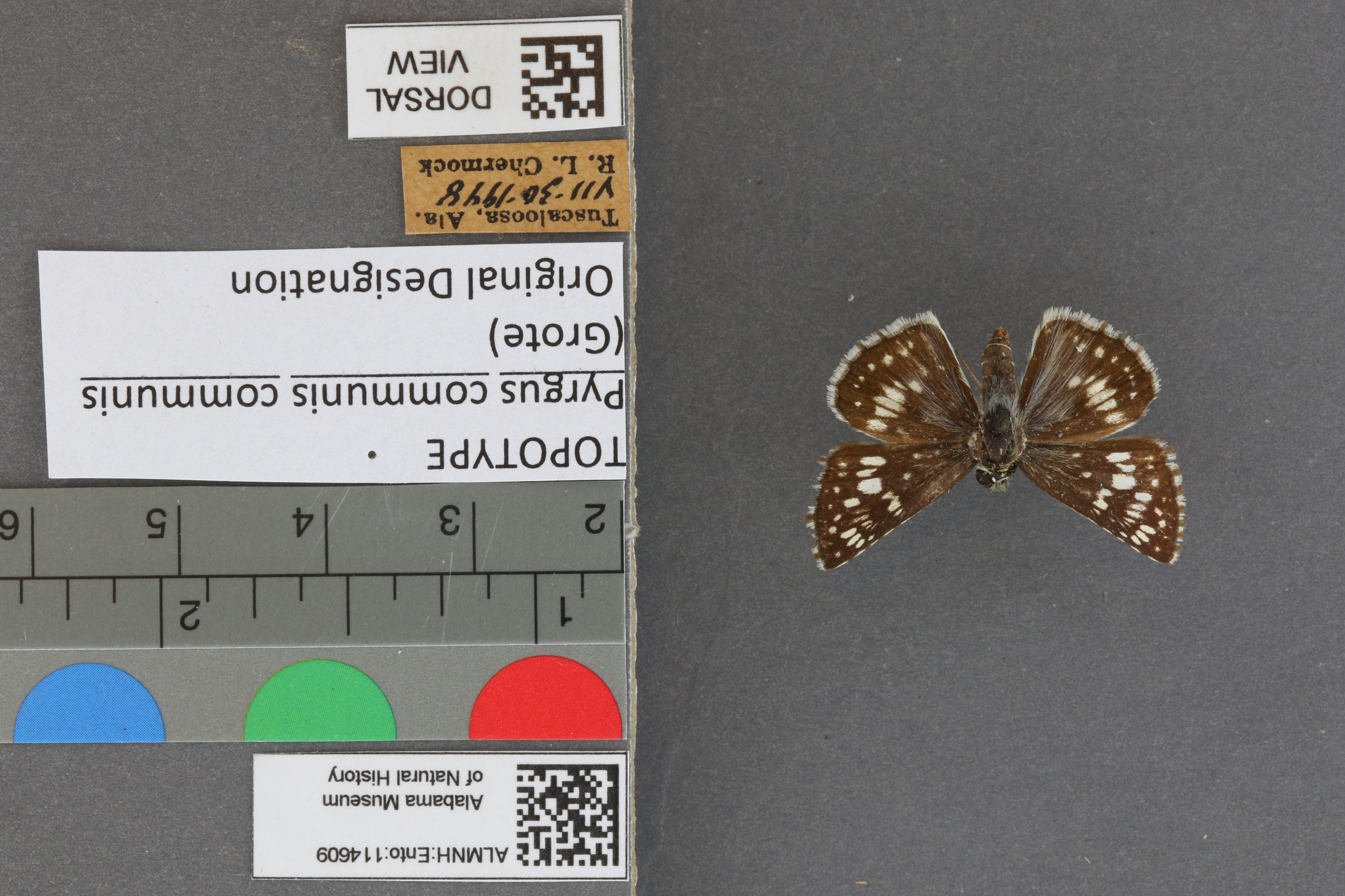 Burnsius communis