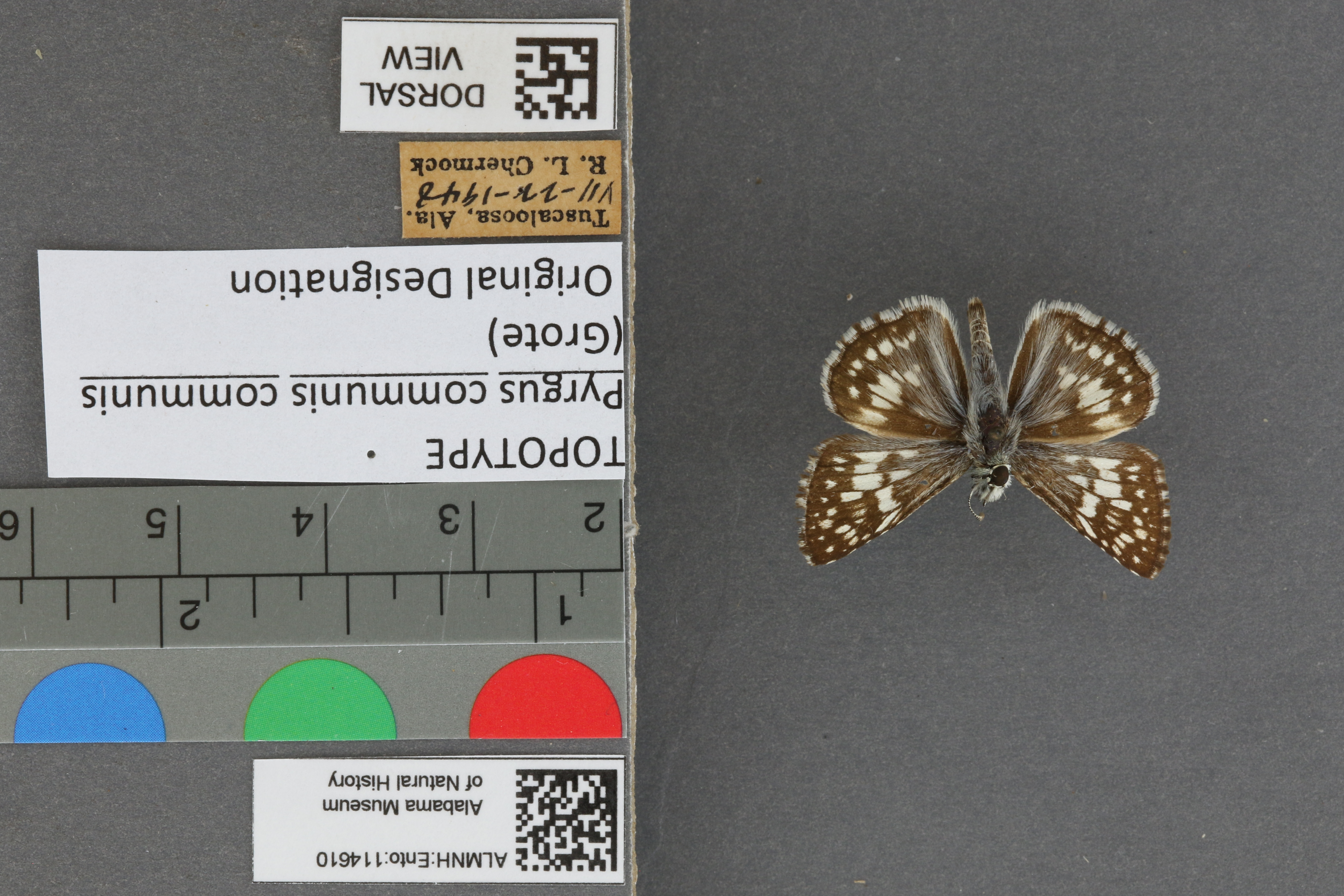 Burnsius communis