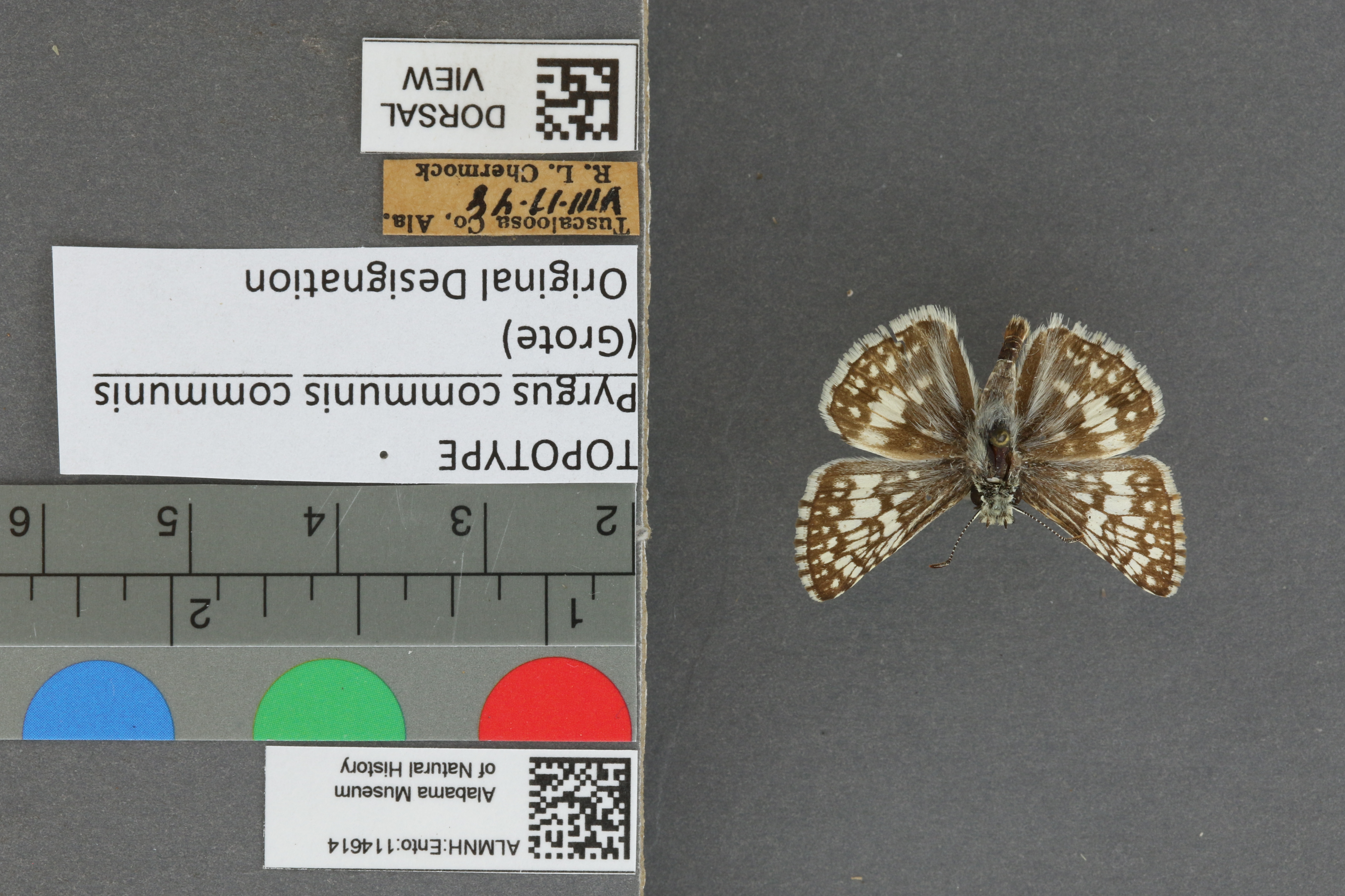 Burnsius communis