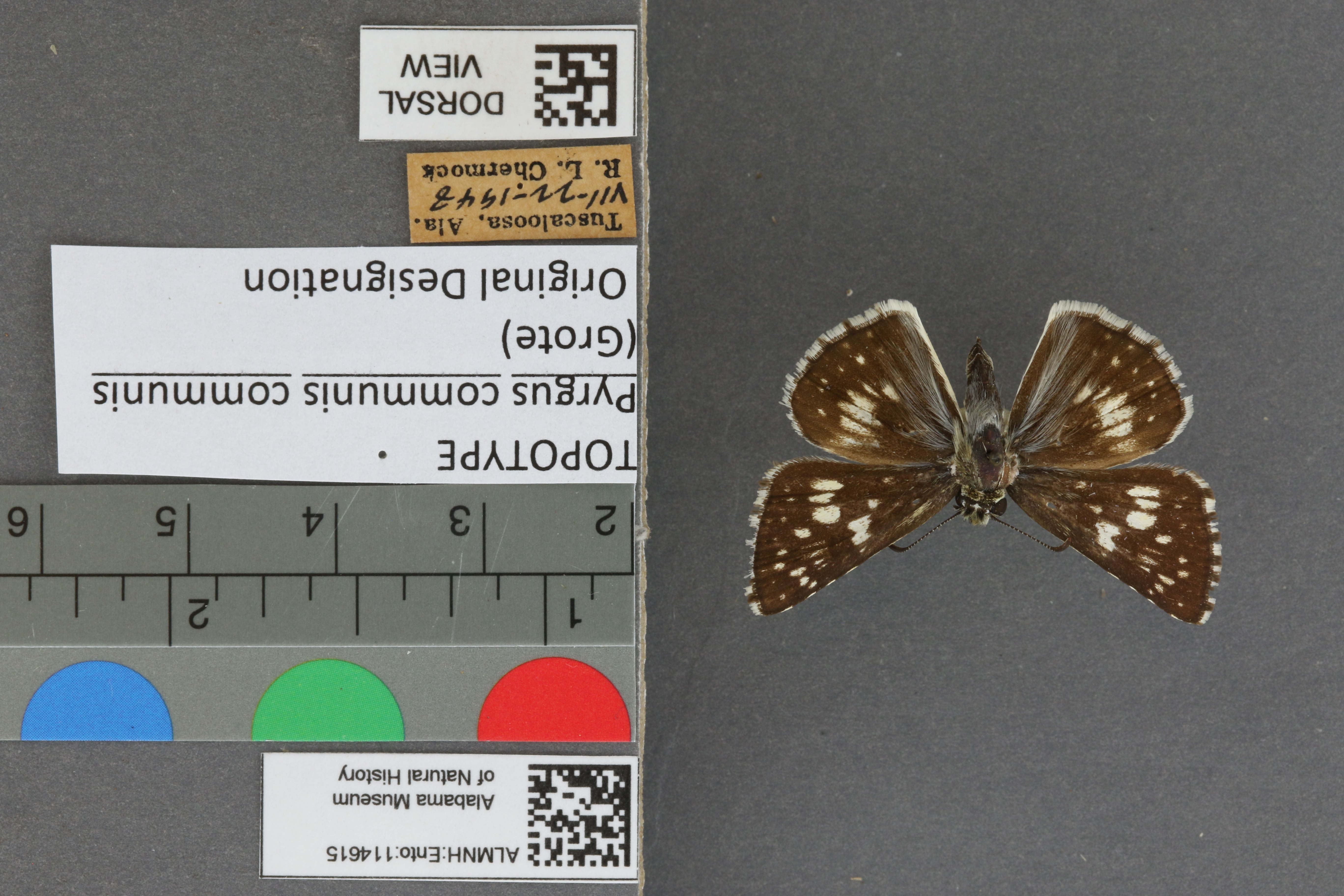 Burnsius communis