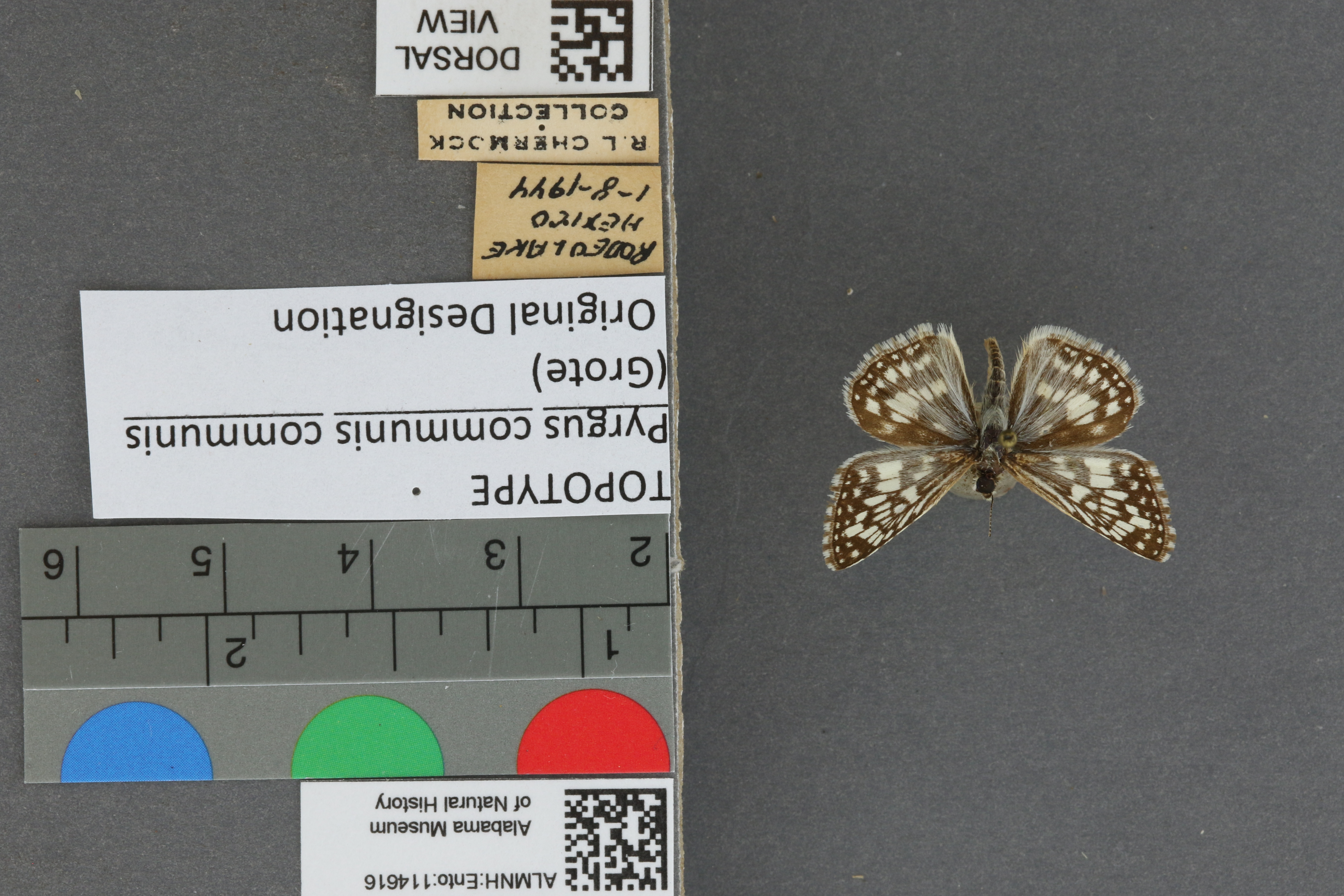 Burnsius communis