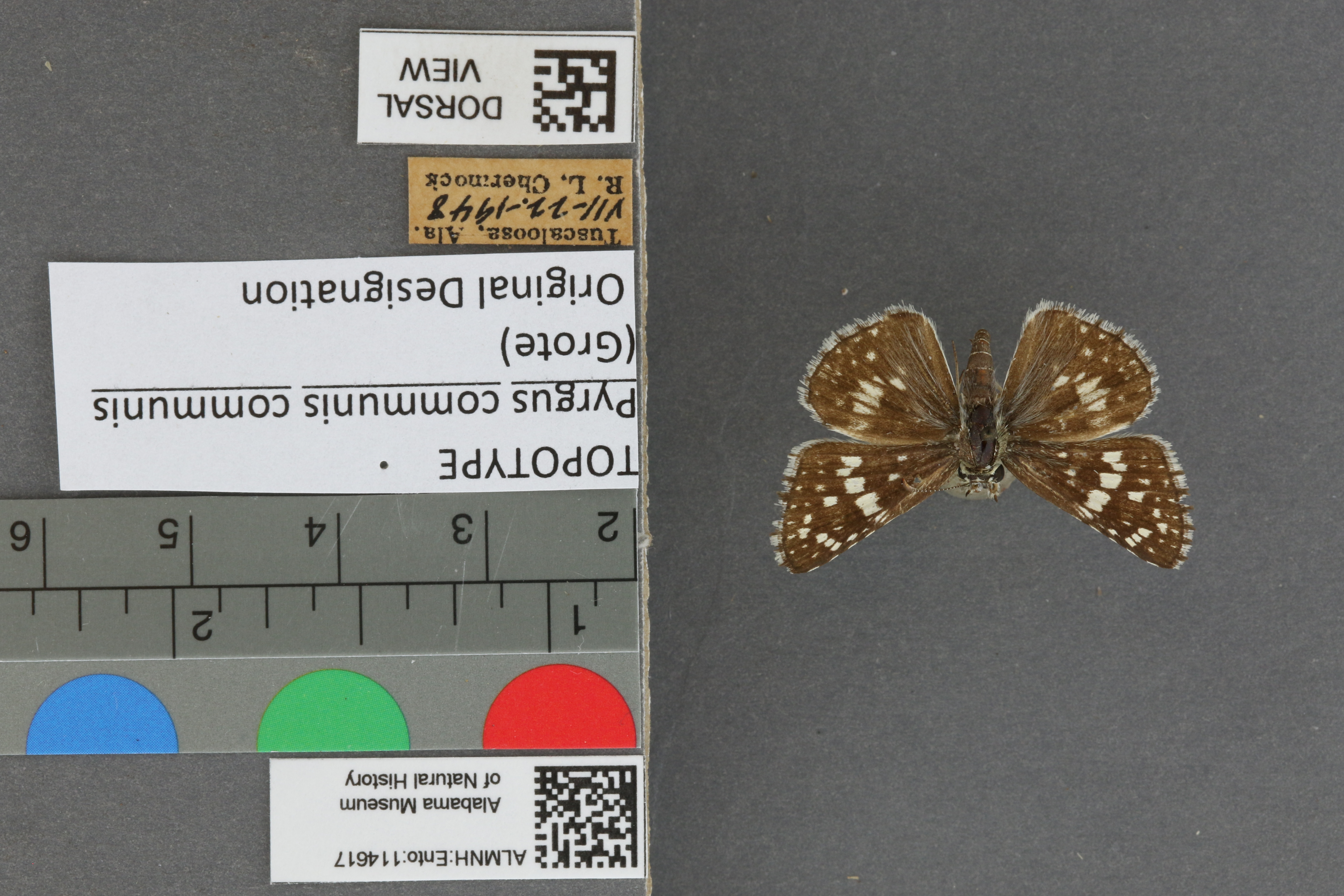 Burnsius communis