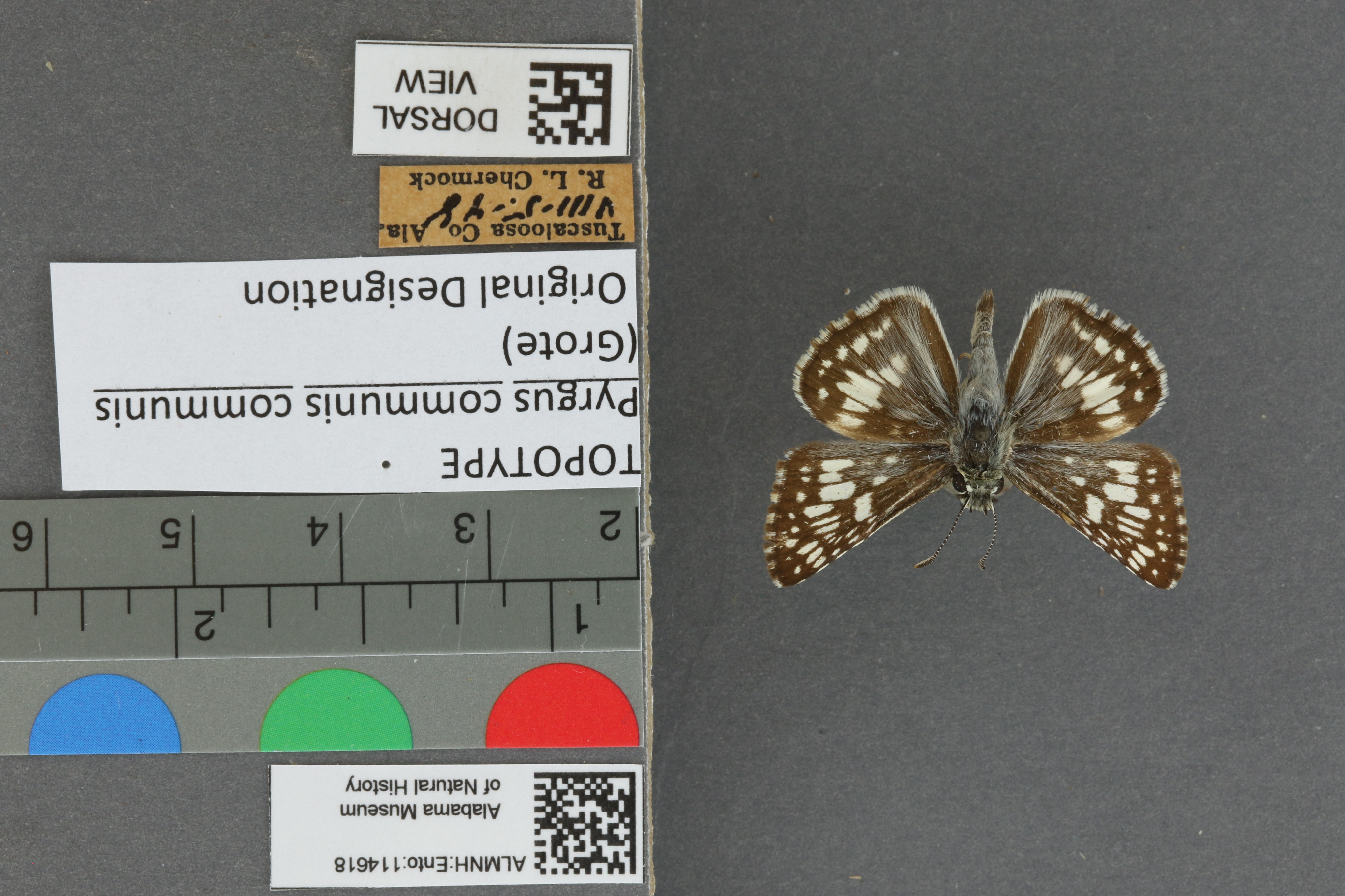 Burnsius communis