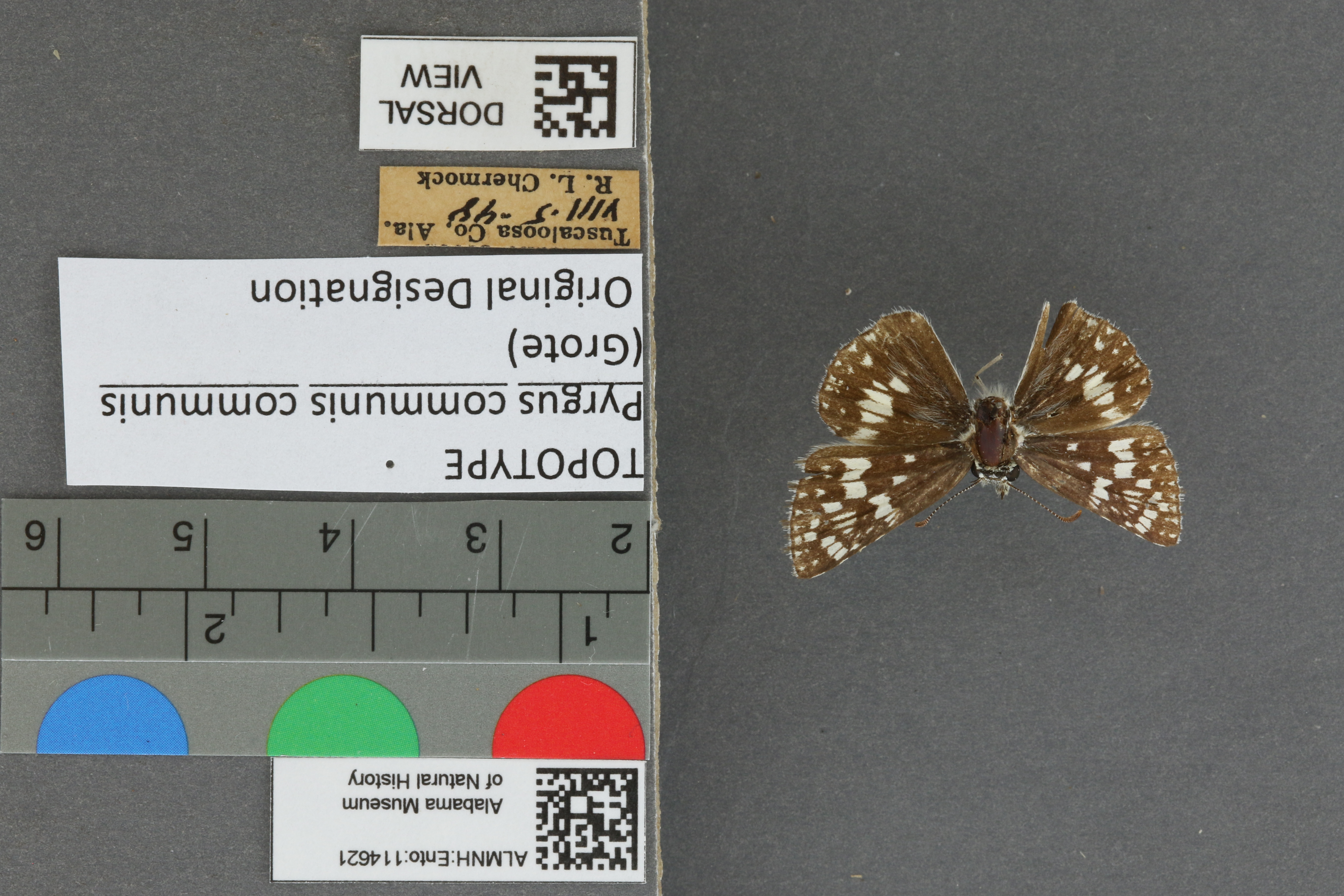 Burnsius communis