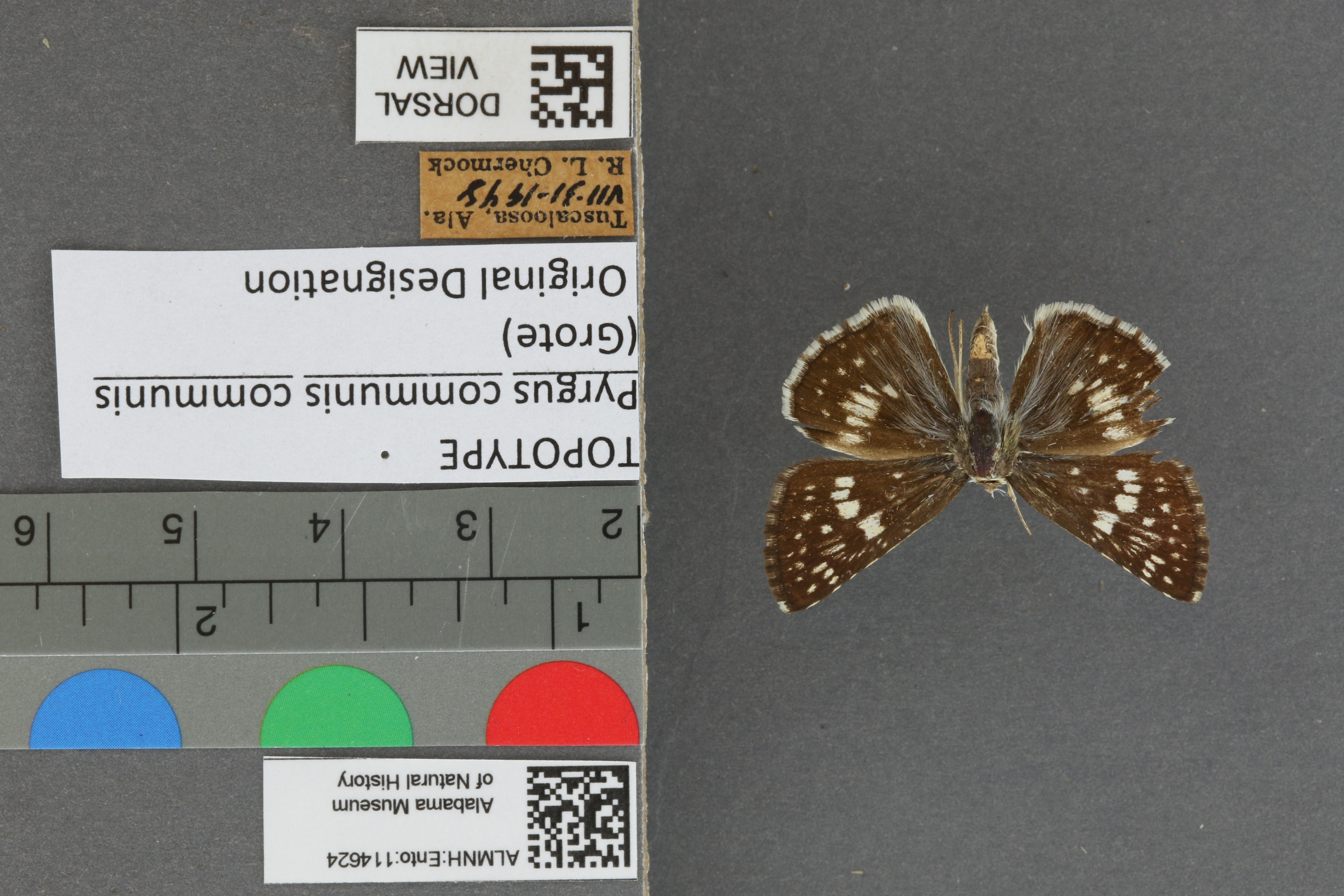 Burnsius communis