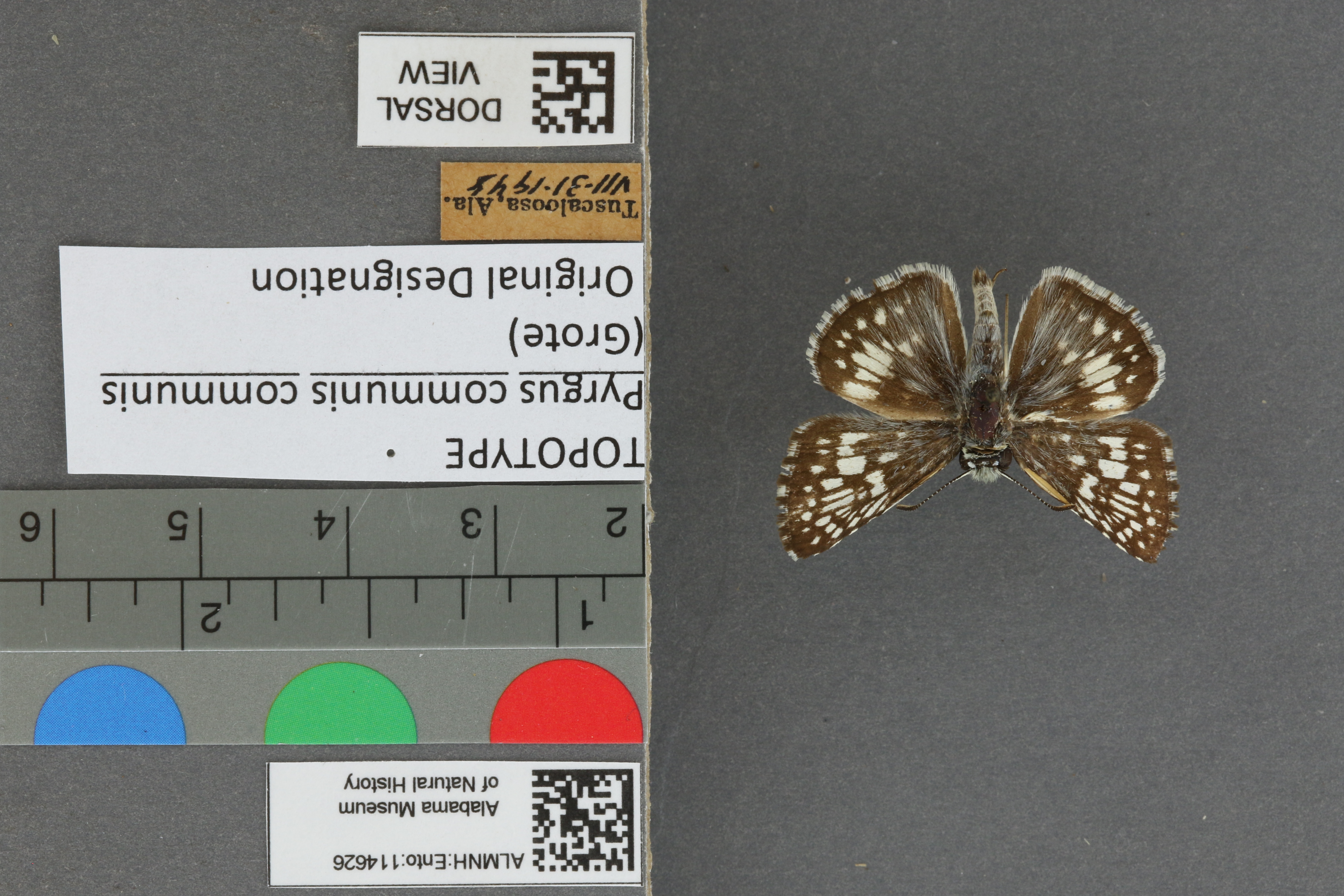 Burnsius communis