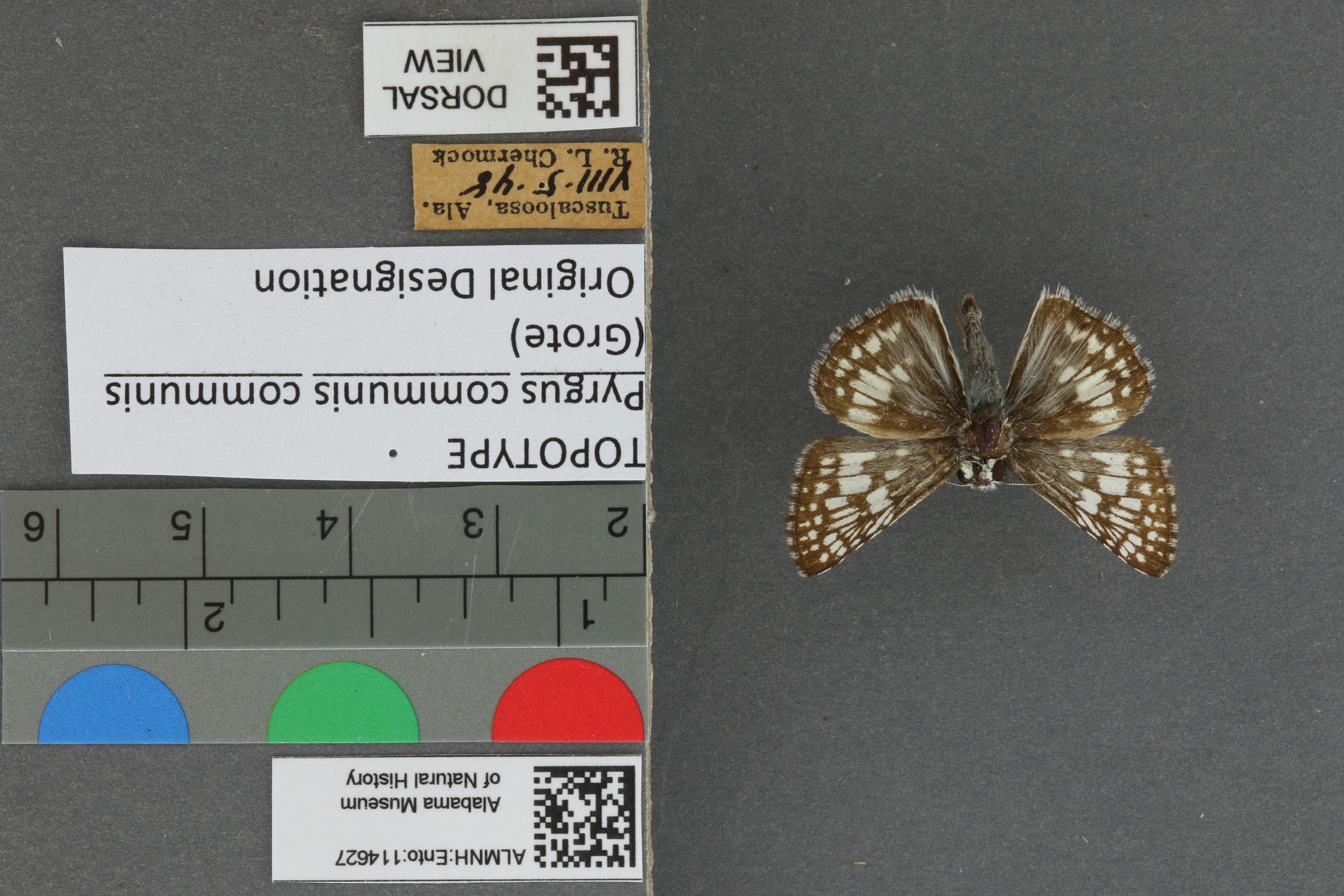 Burnsius communis