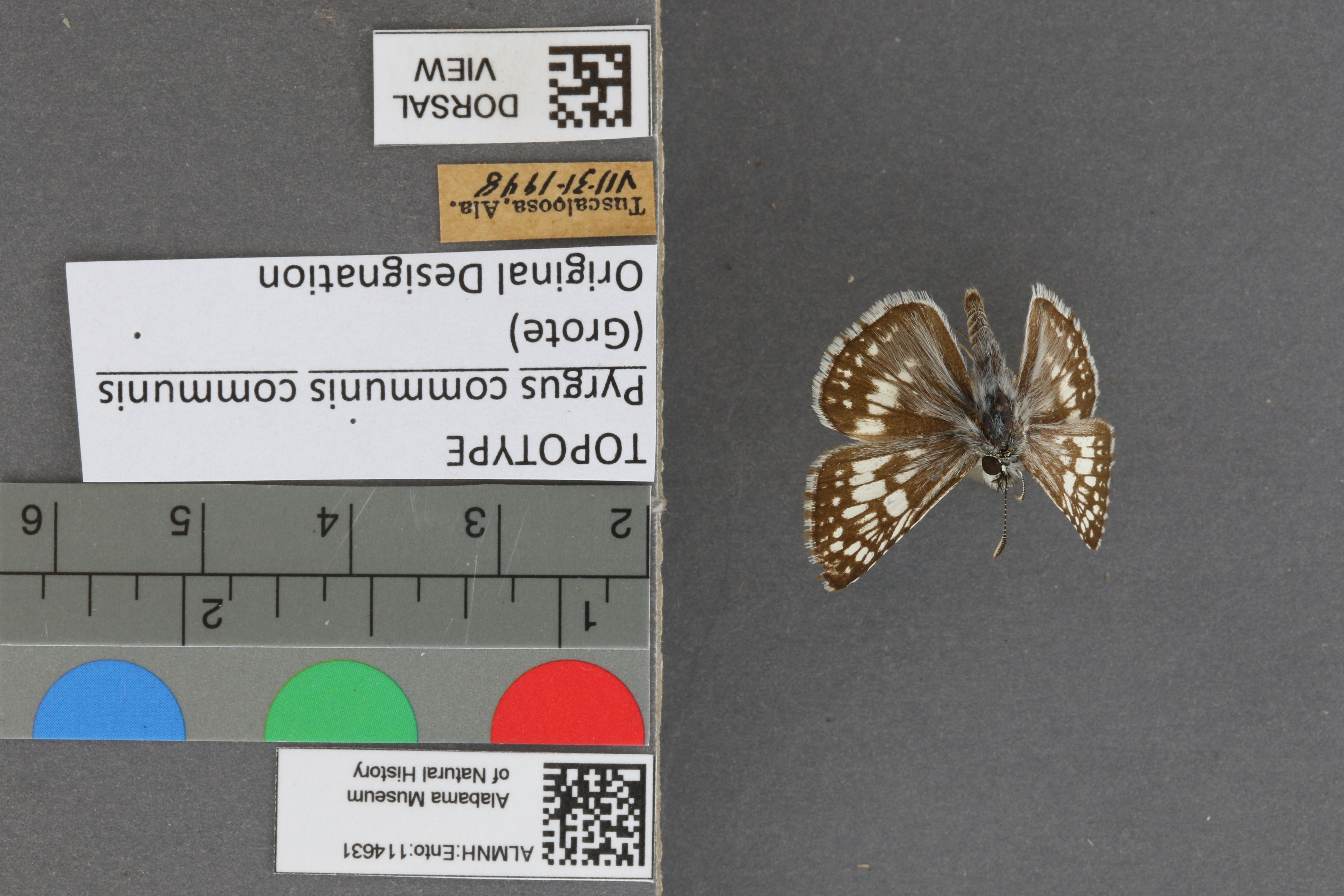 Burnsius communis
