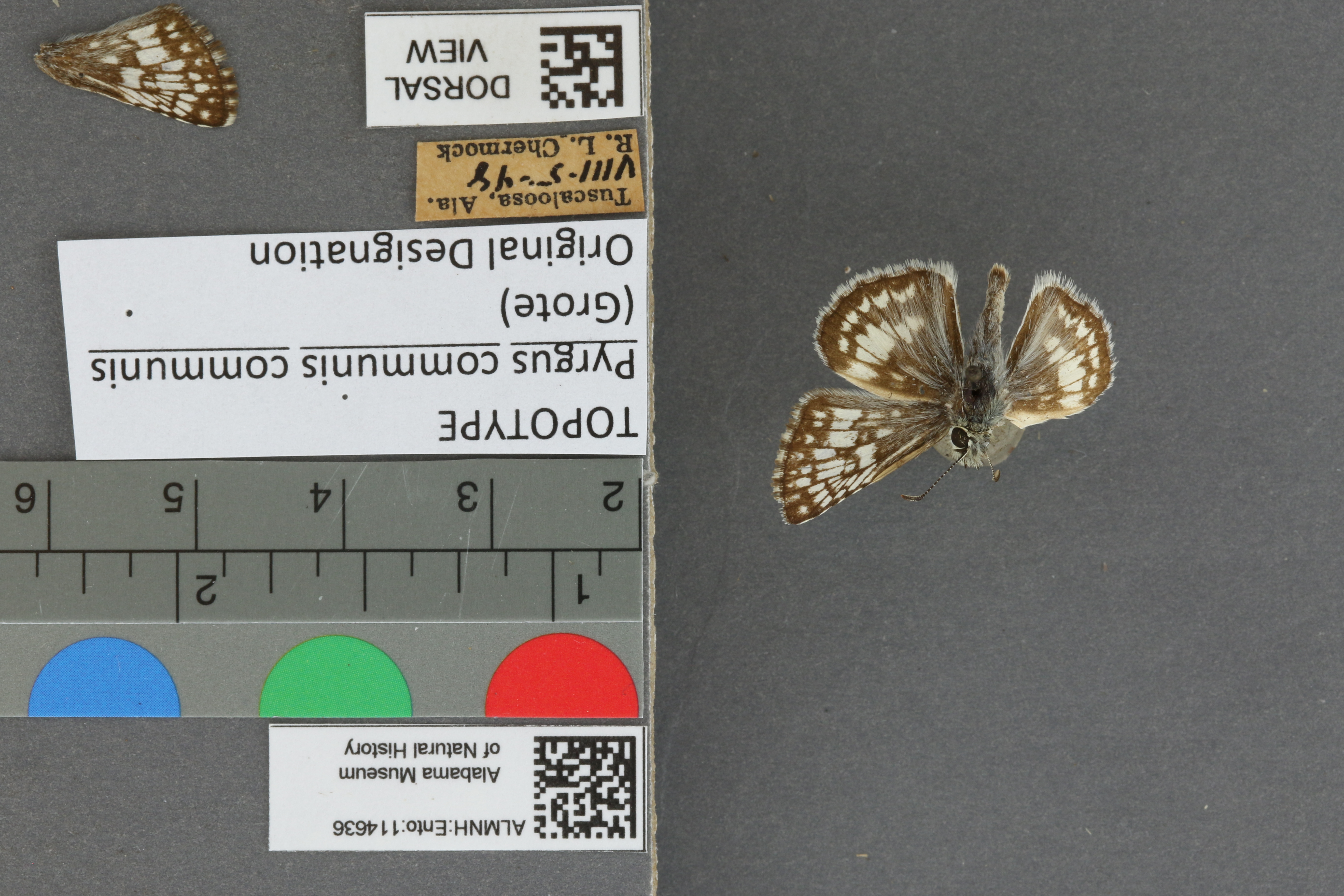 Burnsius communis