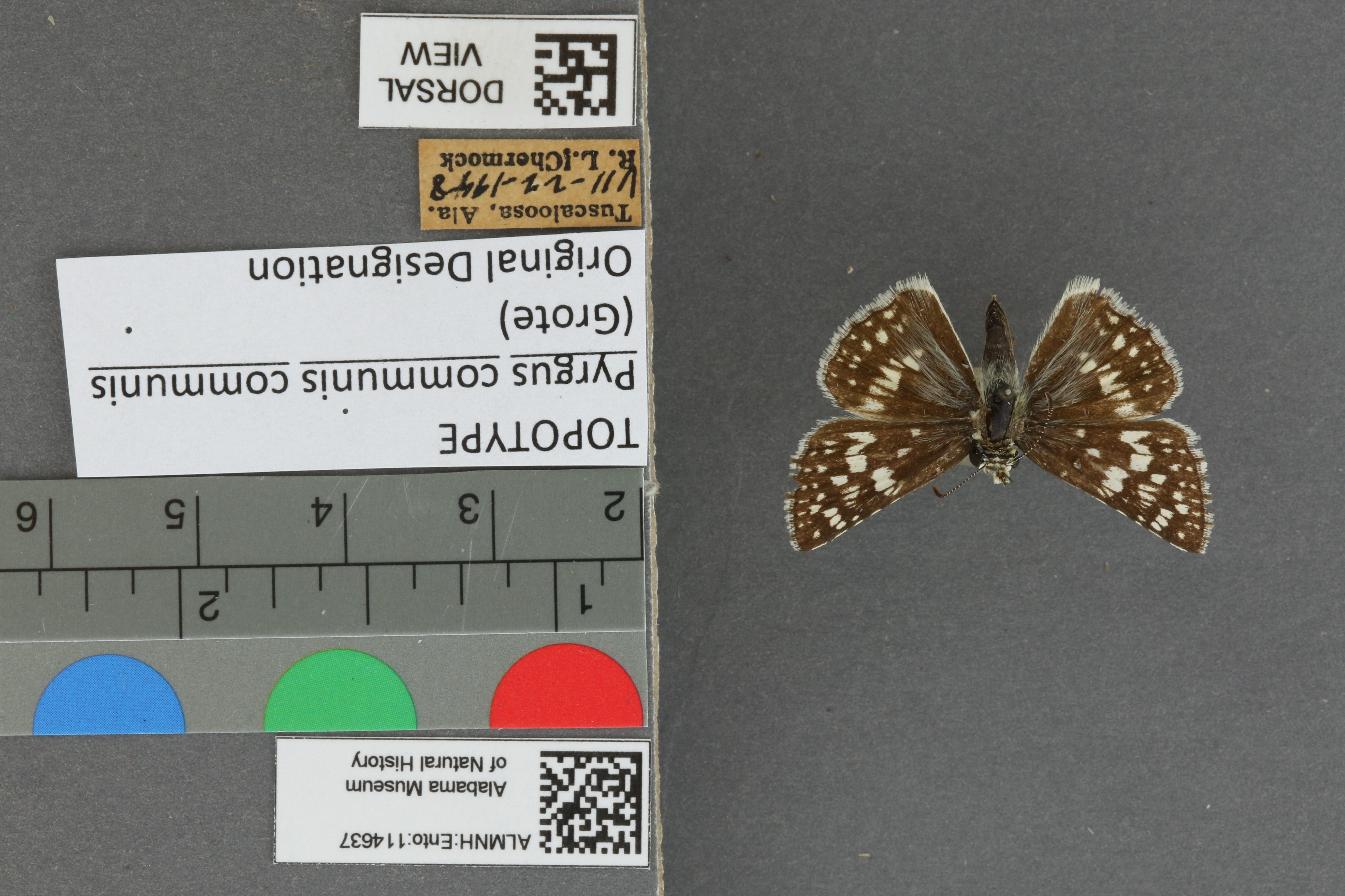 Burnsius communis