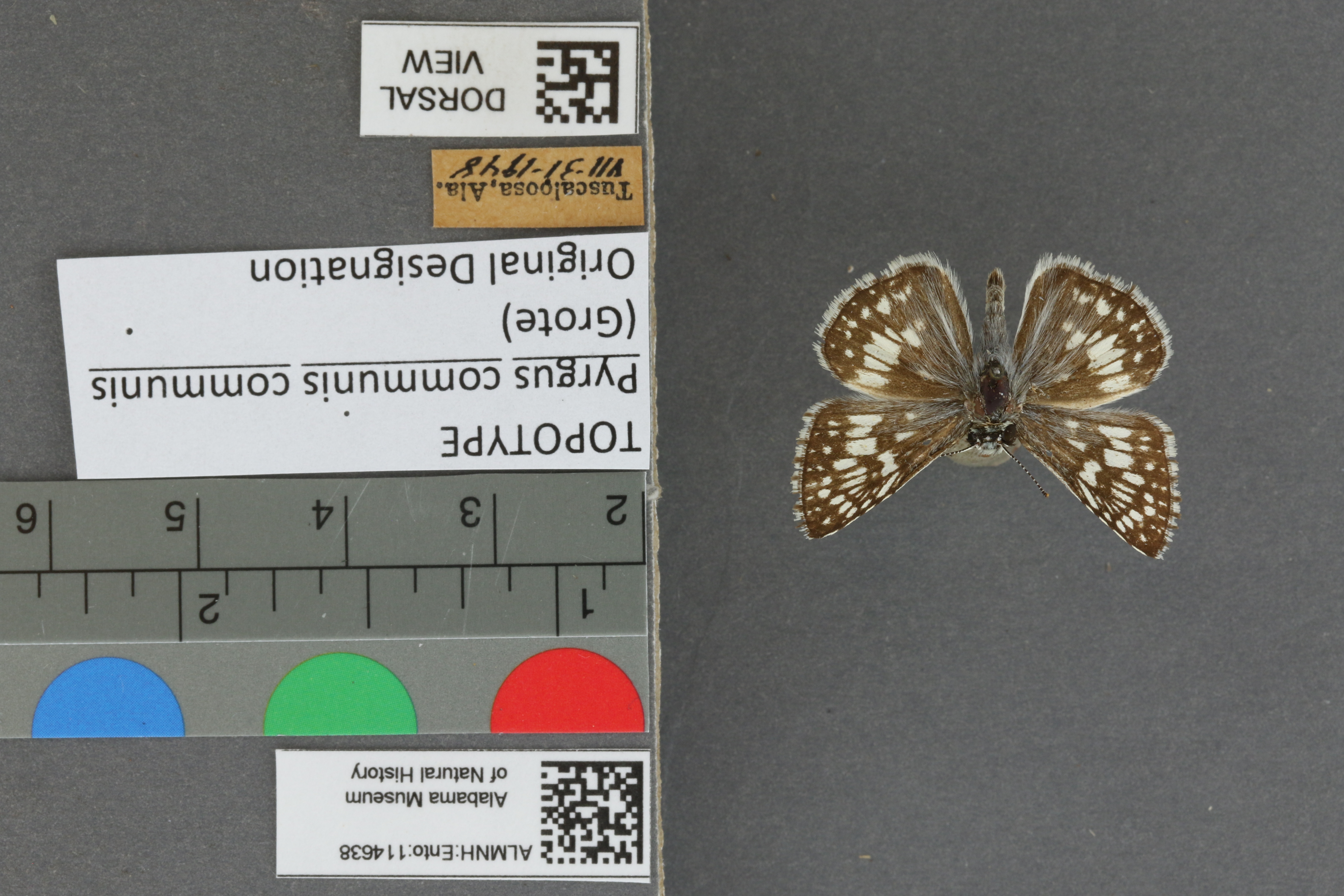 Burnsius communis