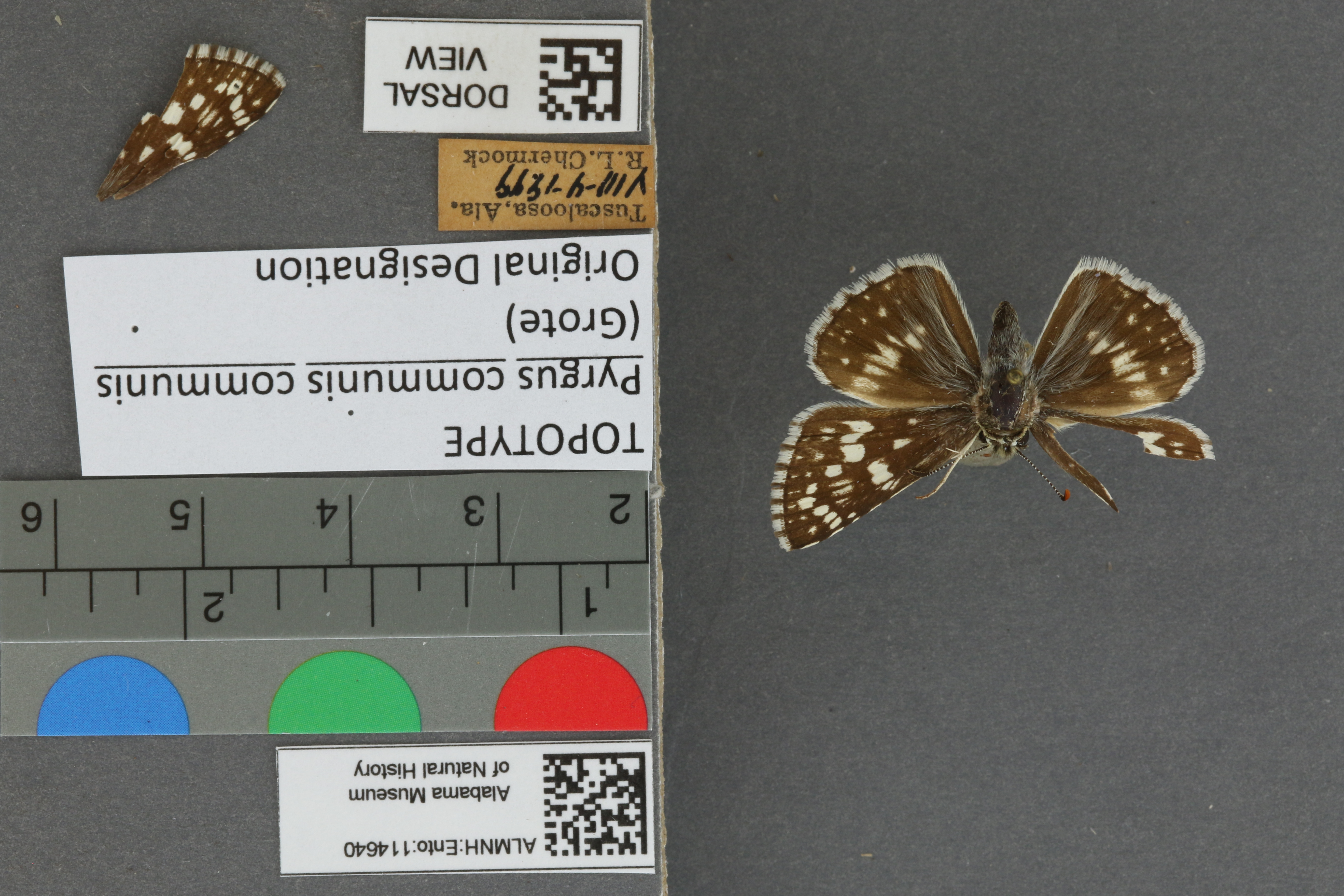 Burnsius communis