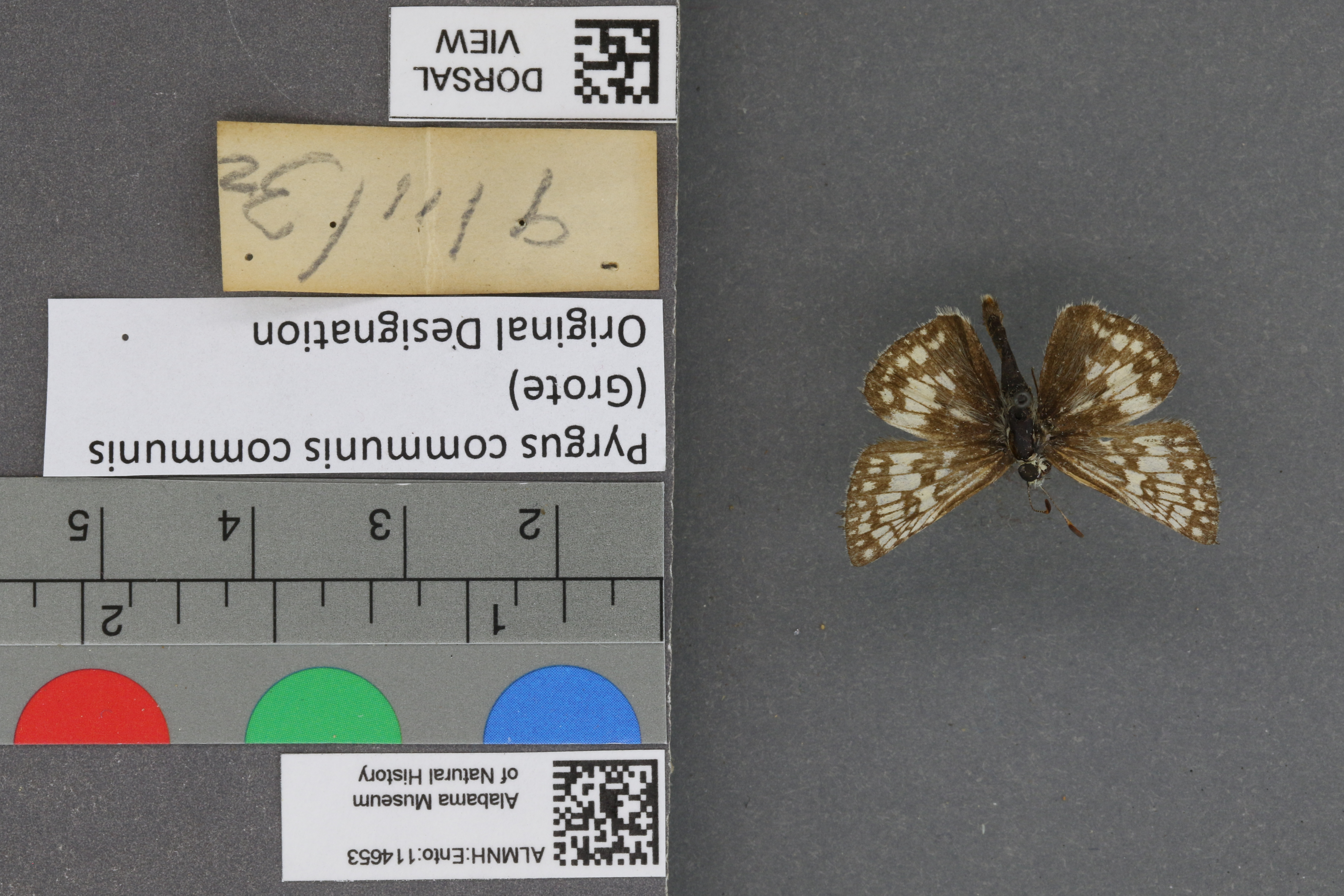 Pyrgus communis