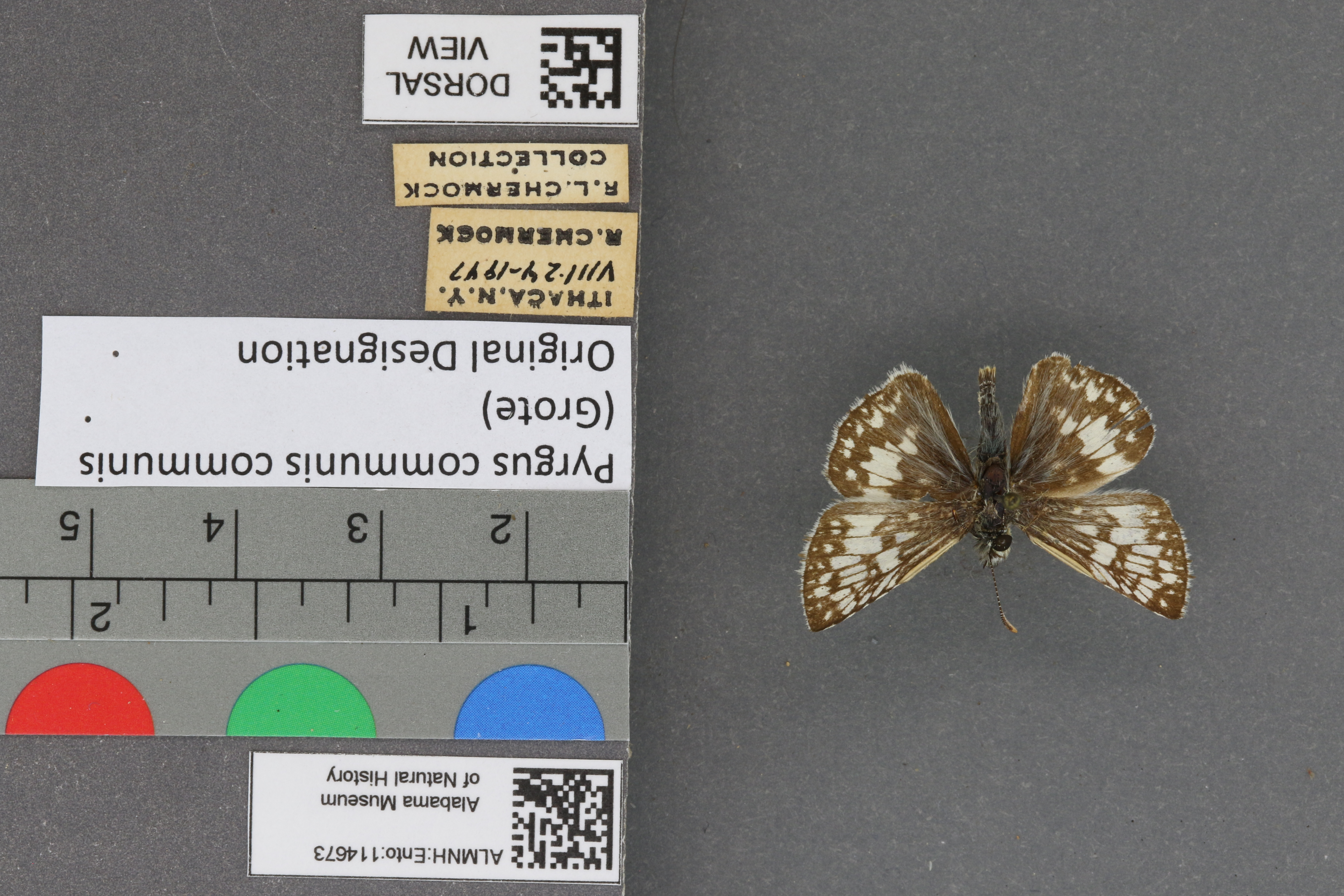Pyrgus communis