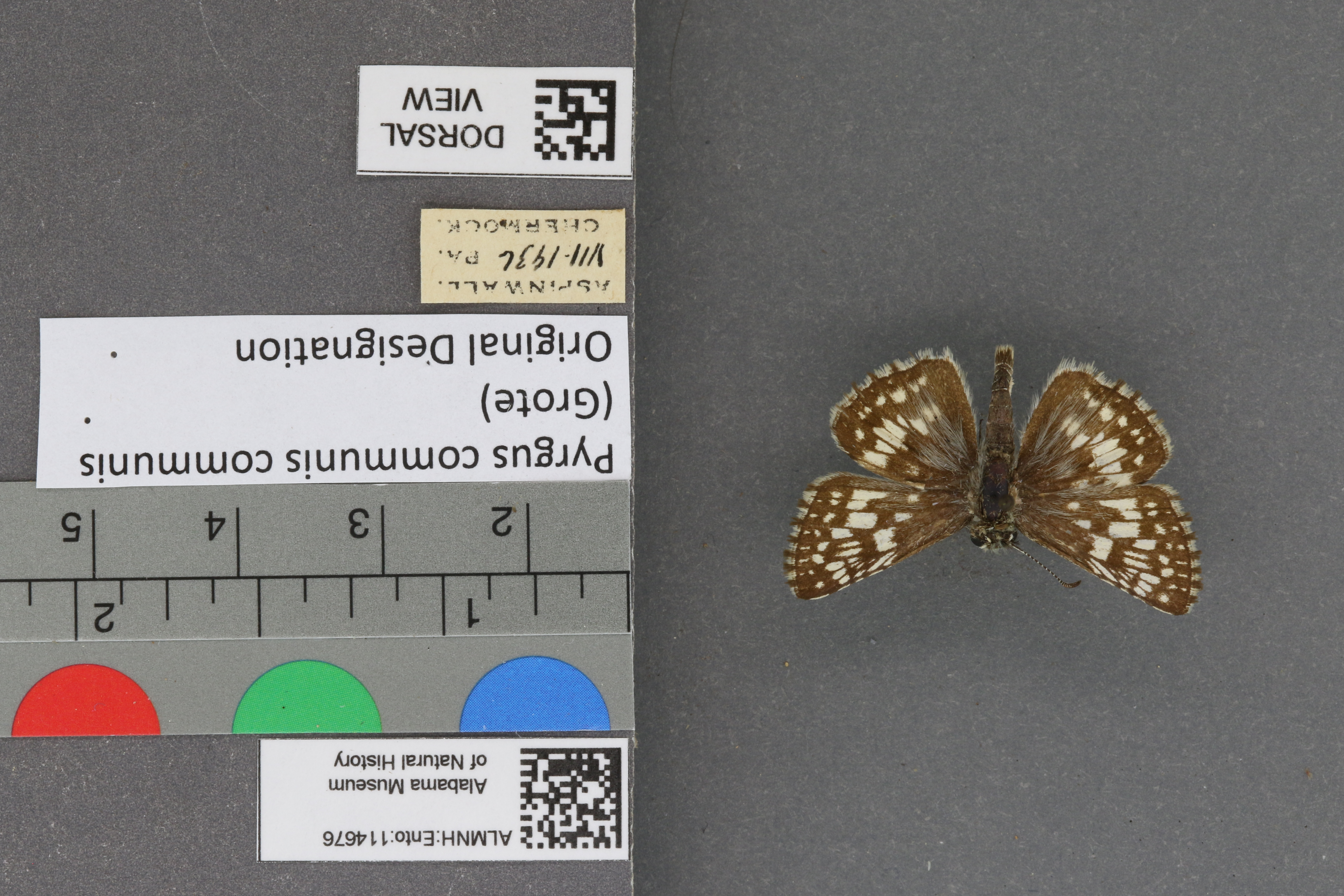 Pyrgus communis