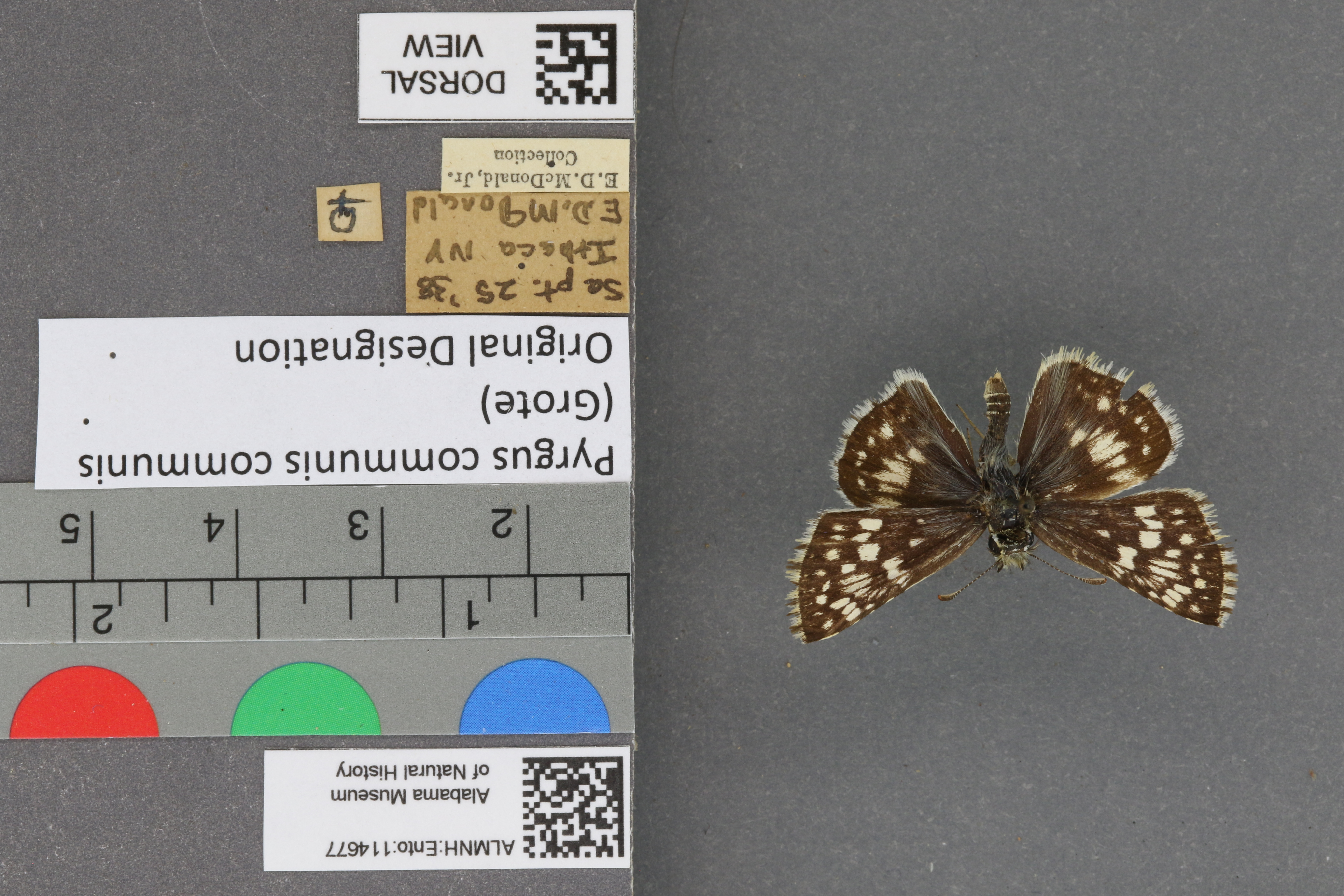 Pyrgus communis