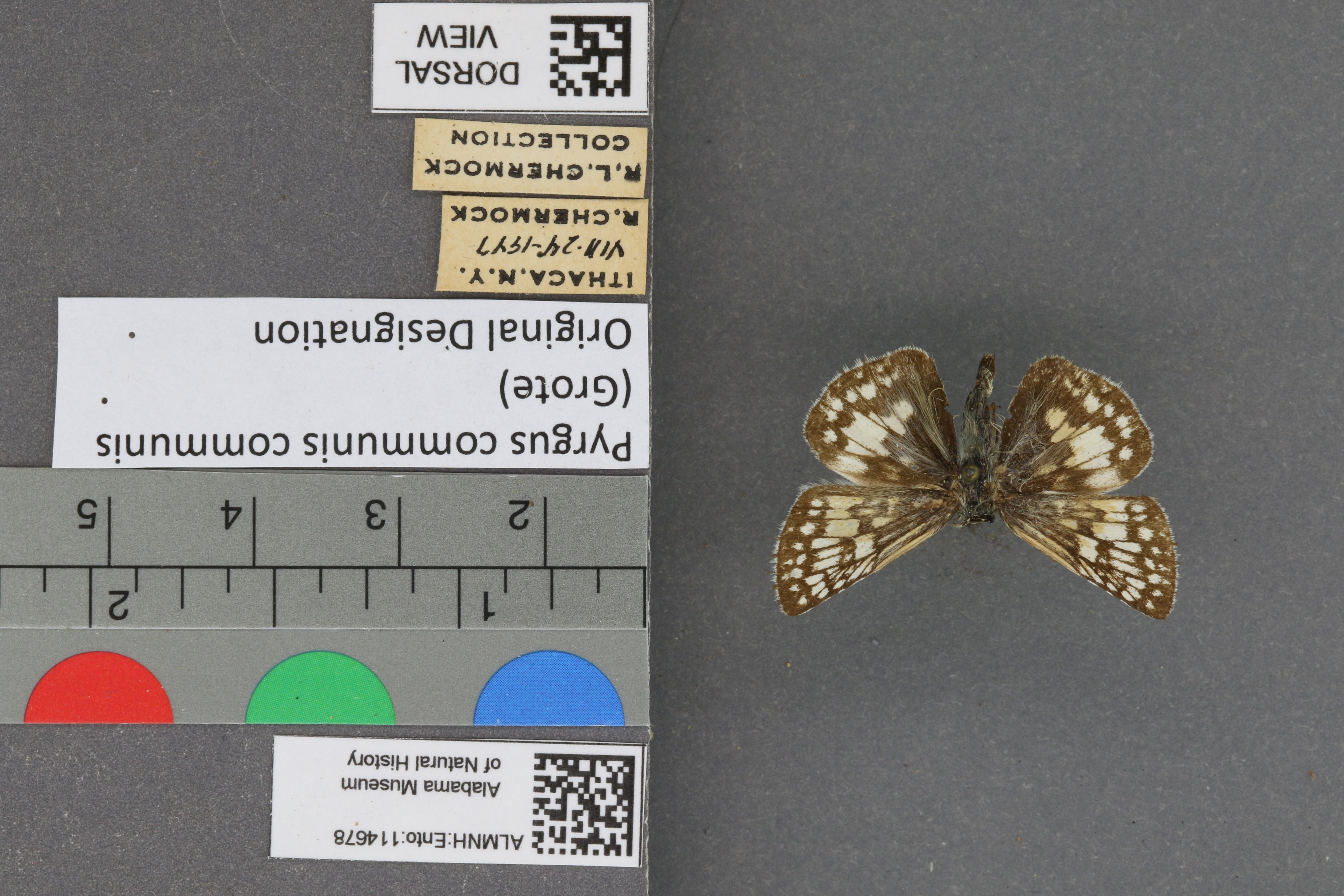 Pyrgus communis