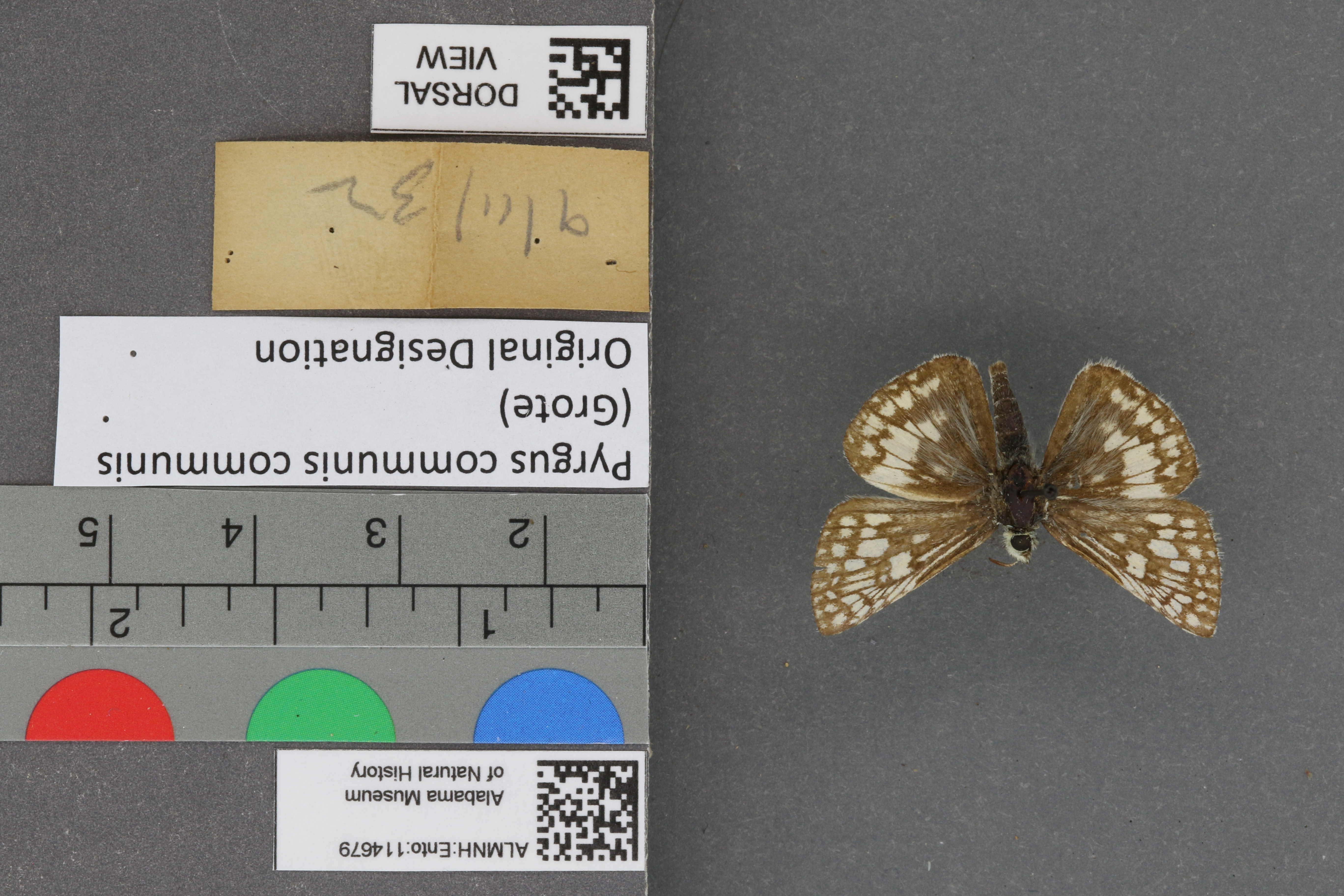 Pyrgus communis