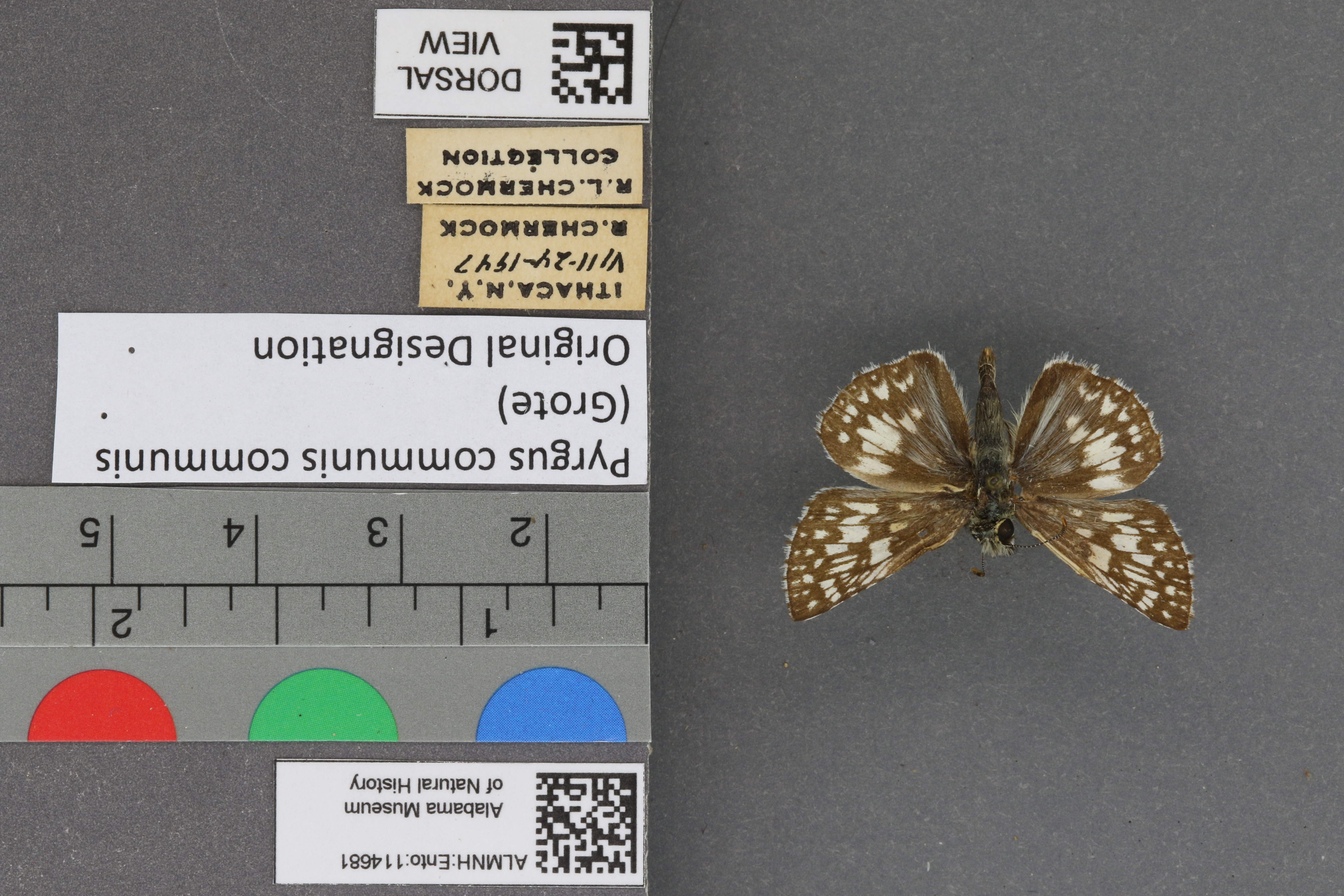 Pyrgus communis