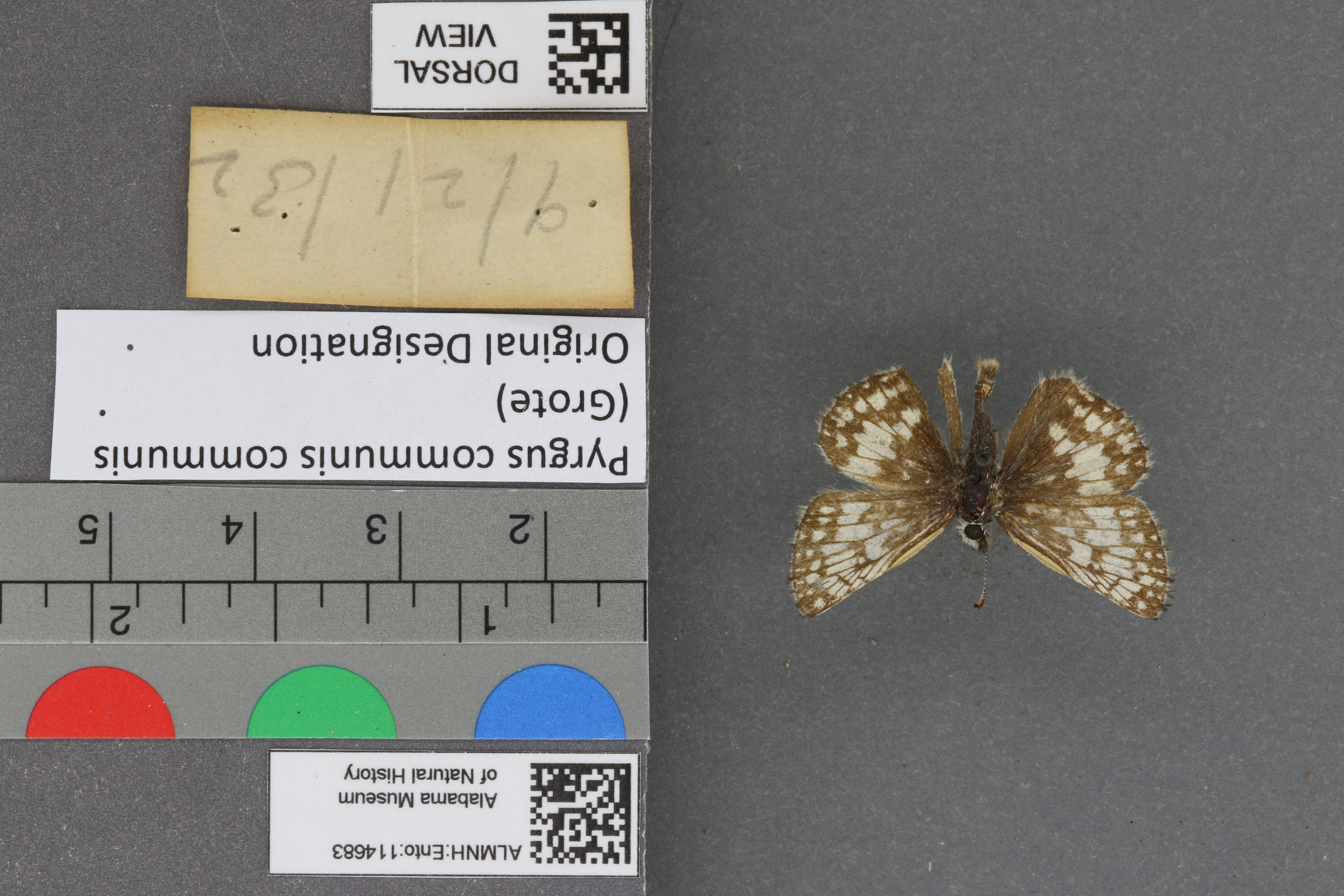 Pyrgus communis